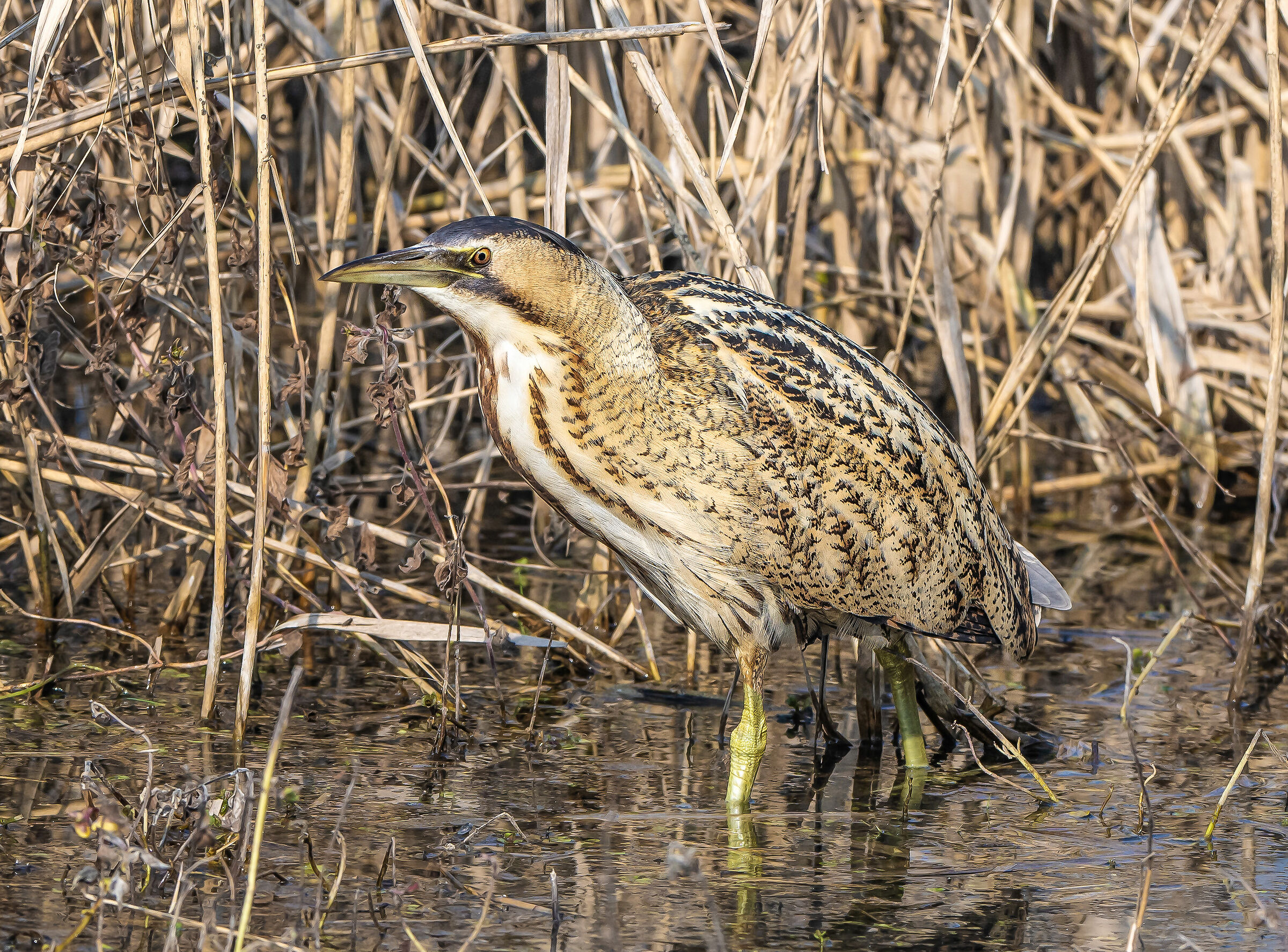 It's out of the reeds! Bittern