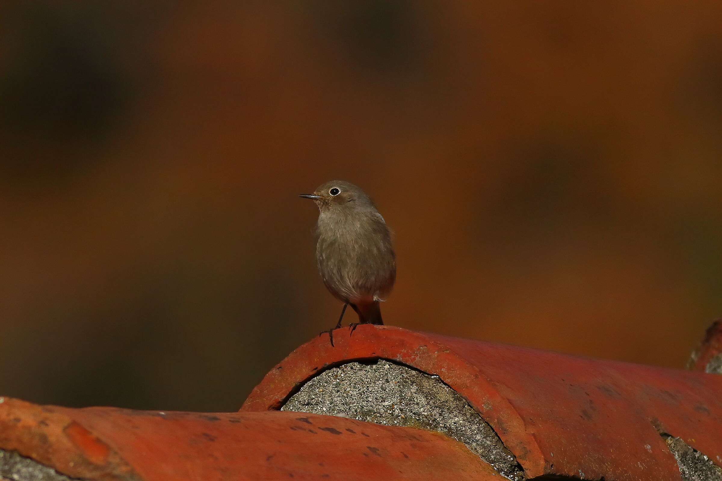 Redstart F 18-12-2023
