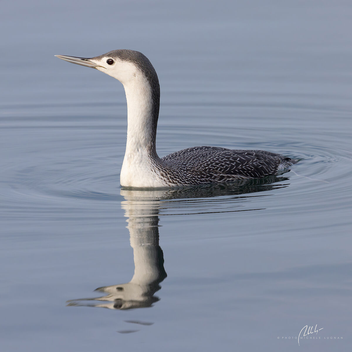 Gavia stellata (strolaga minore)