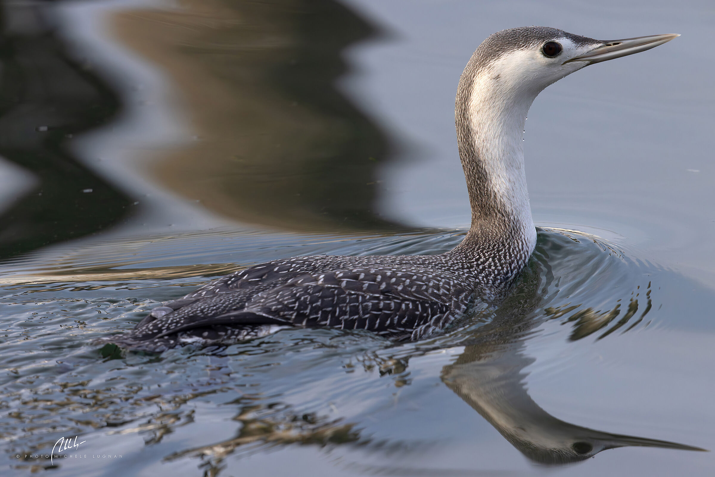 Gavia stellata (strolaga minore)