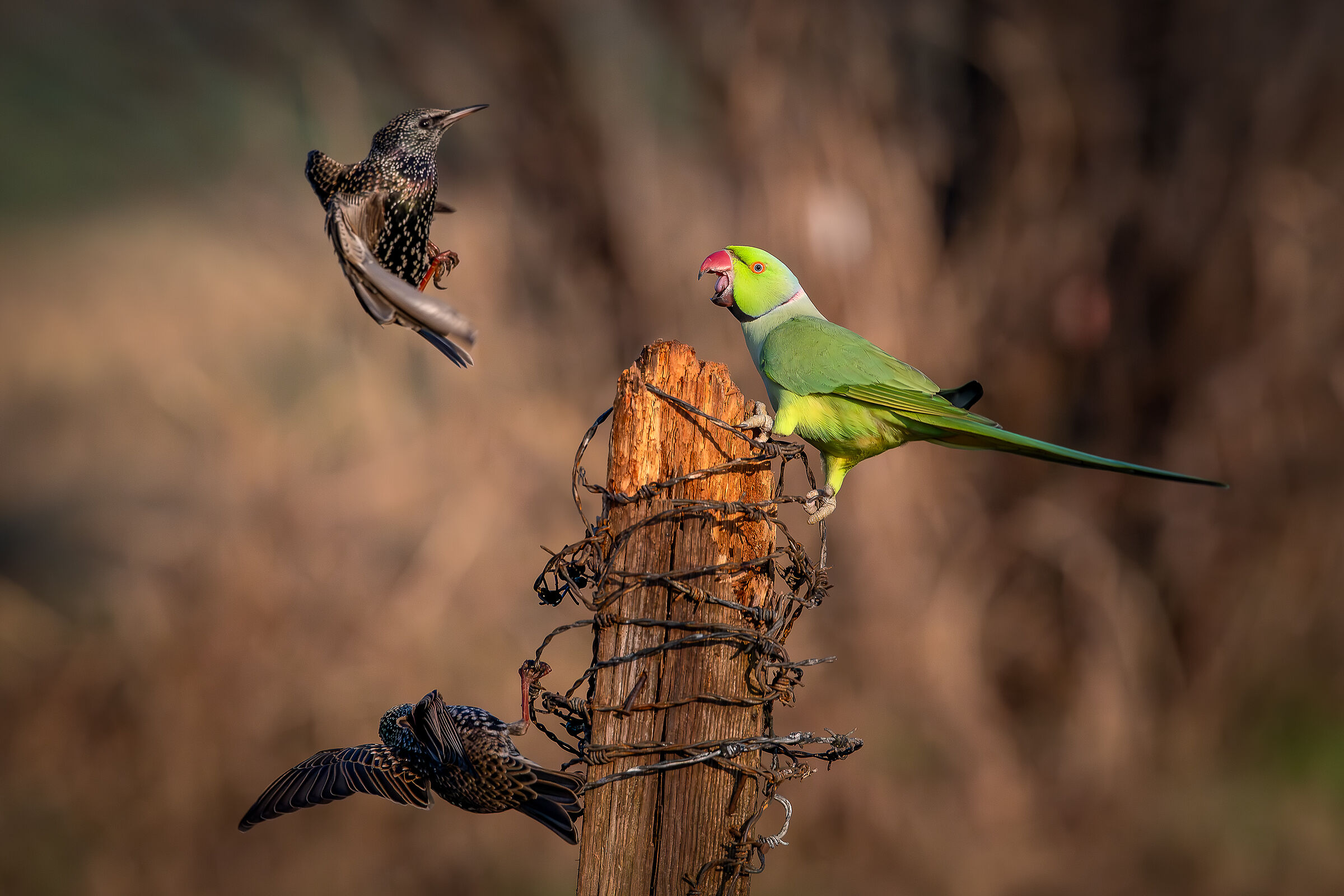 Starlings and parakeet Lombardy 2/2024