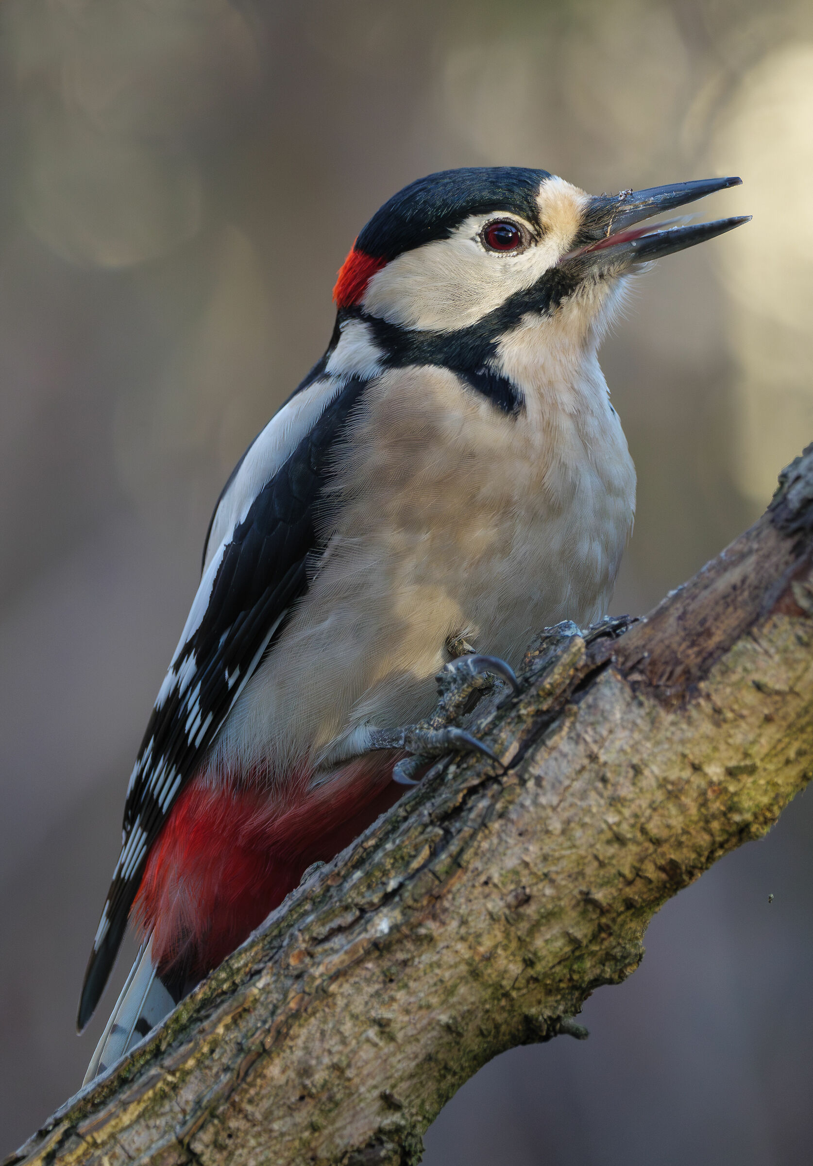 Great Spotted Woodpecker (m)