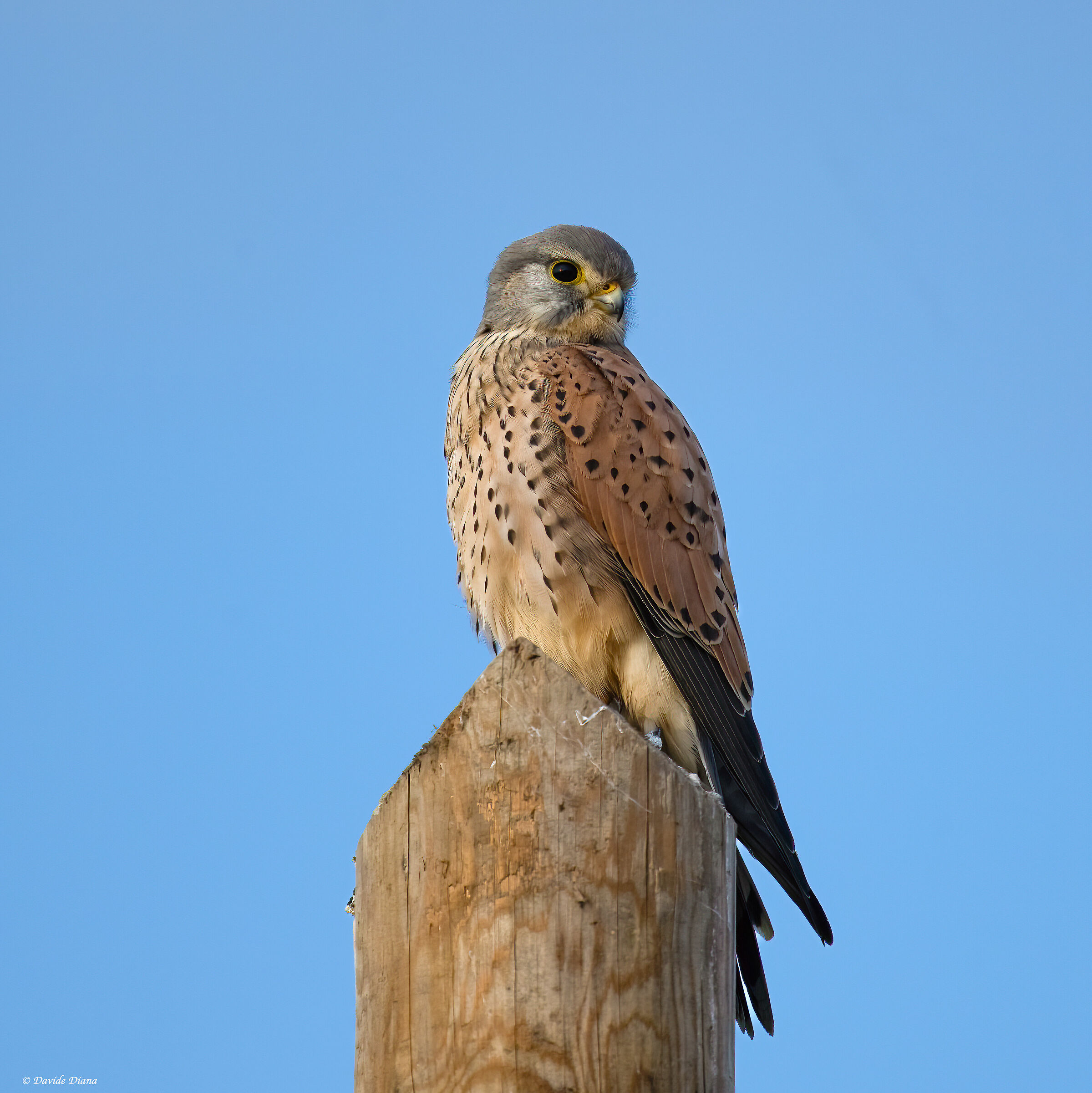 Kestrel - Vercelli rice fields