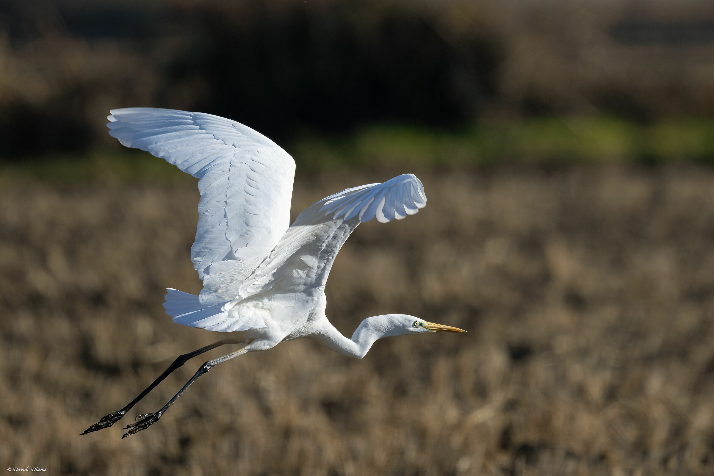 Great White Heron - Vercelli rice fields