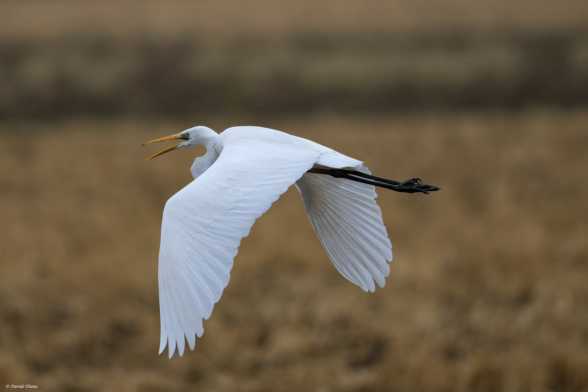 Great White Heron - Vercelli rice fields