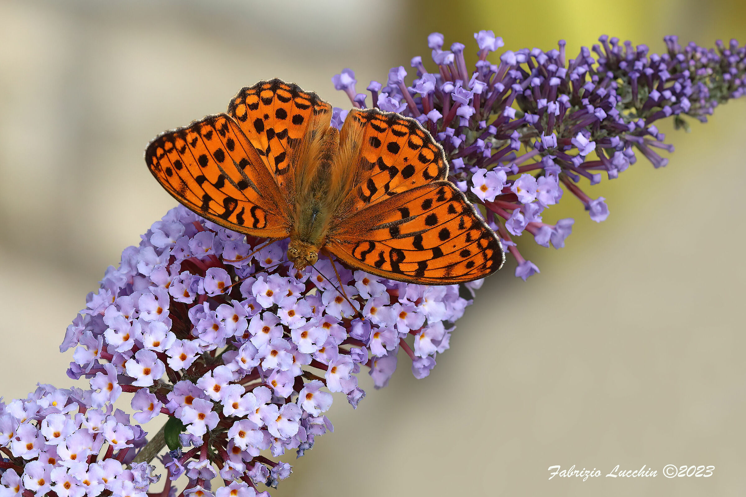 Fabriciana adippe (male)