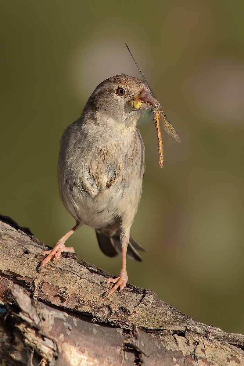 Passera o ..... Libellula..??
