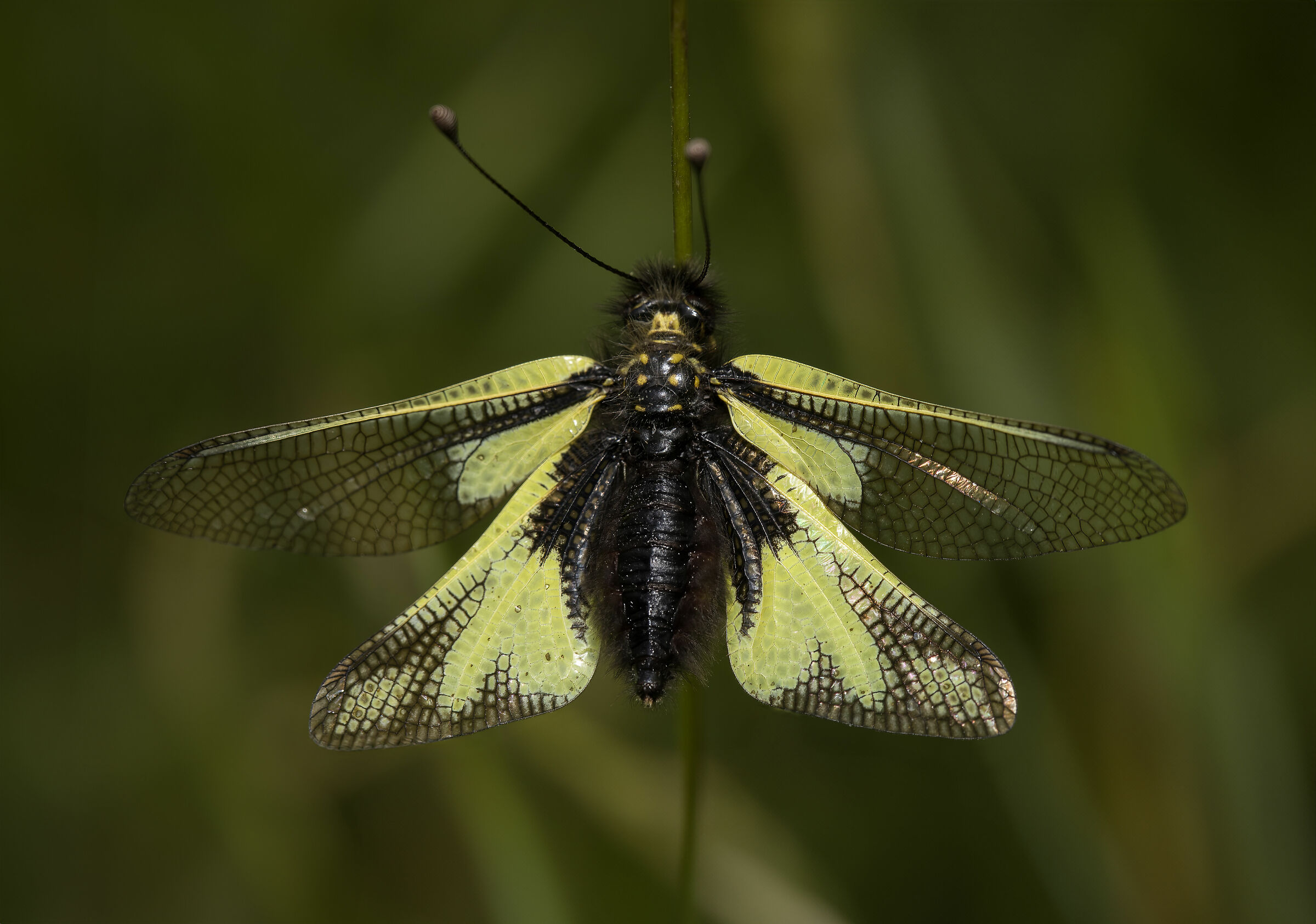 Libelloides coccajus