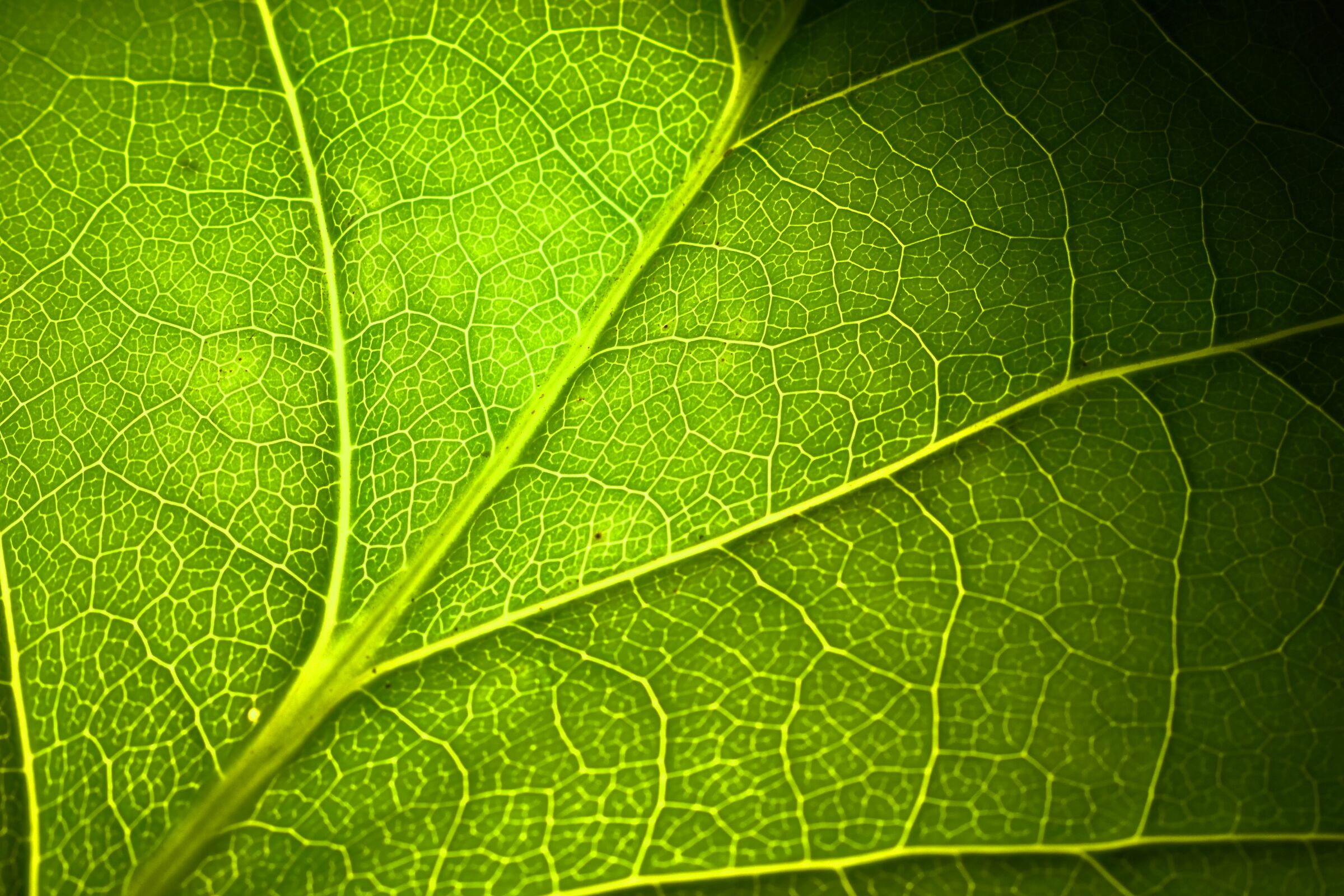 green leaf