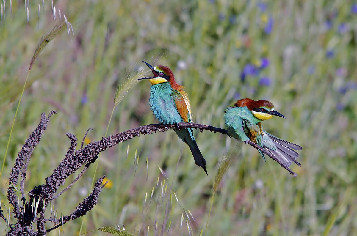 Una Canzone per te - Gruccioni