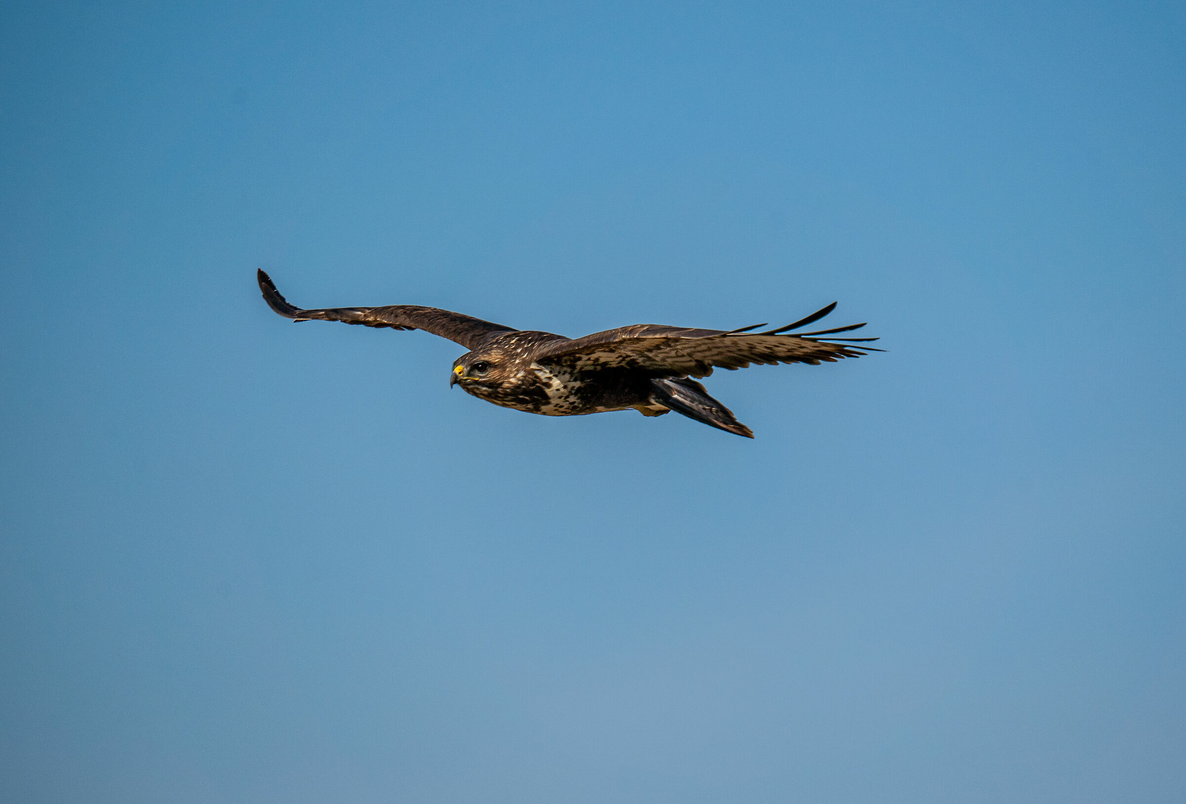 BUZZARD
