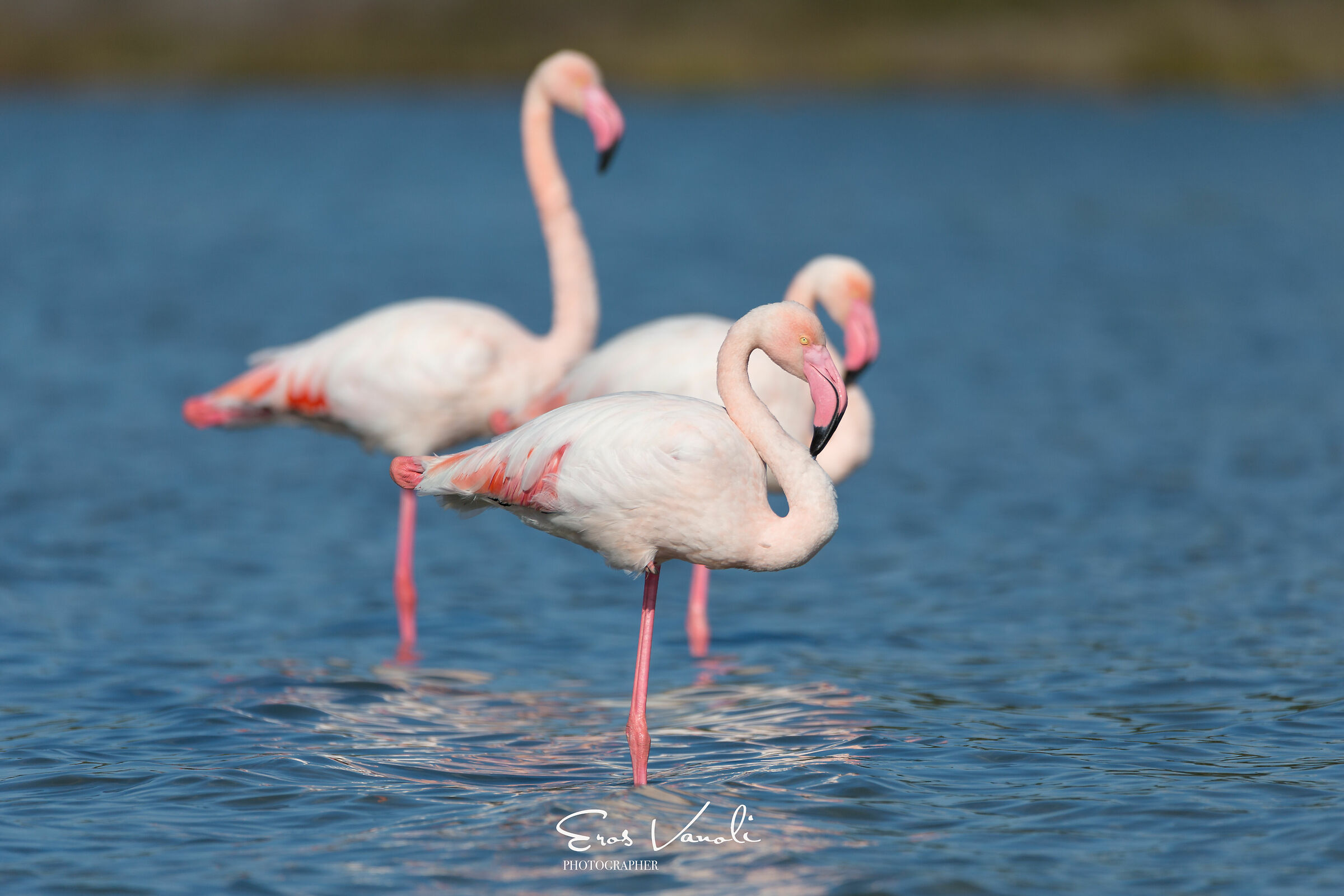 fenicotteri rosa in riposo