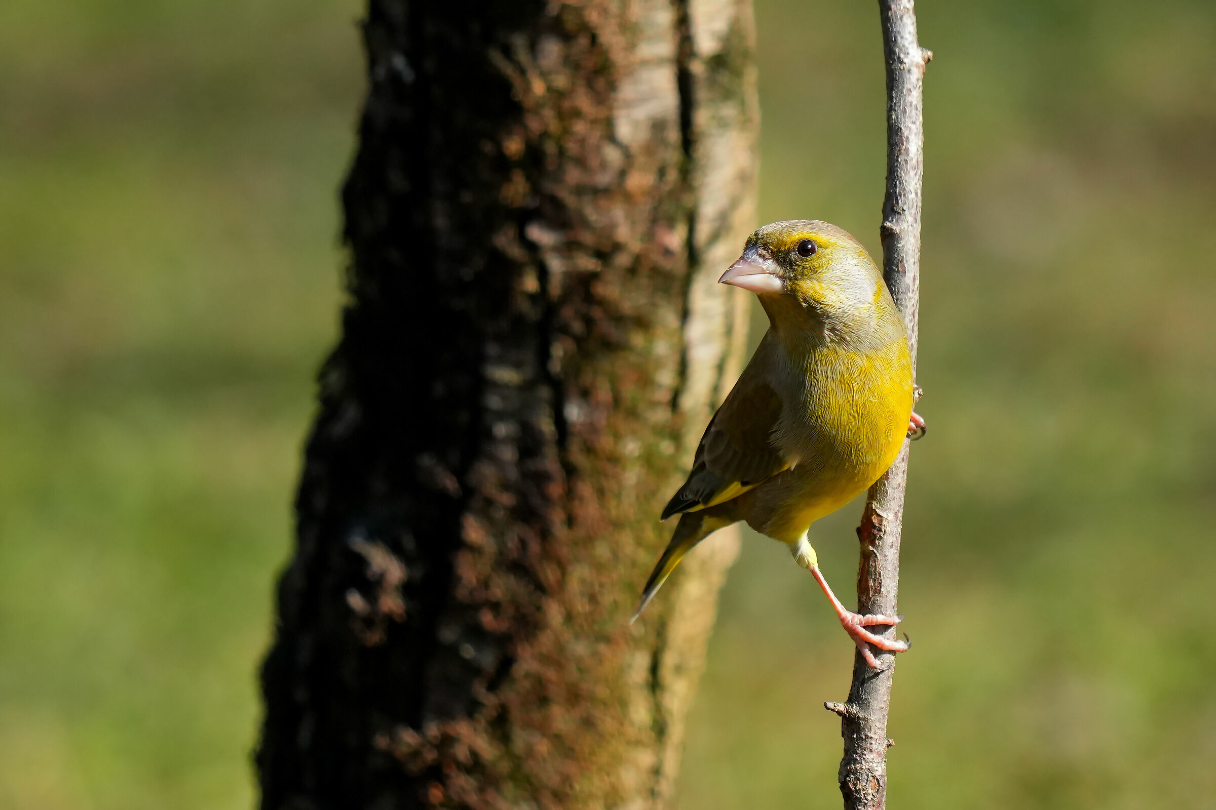 Greenfinch