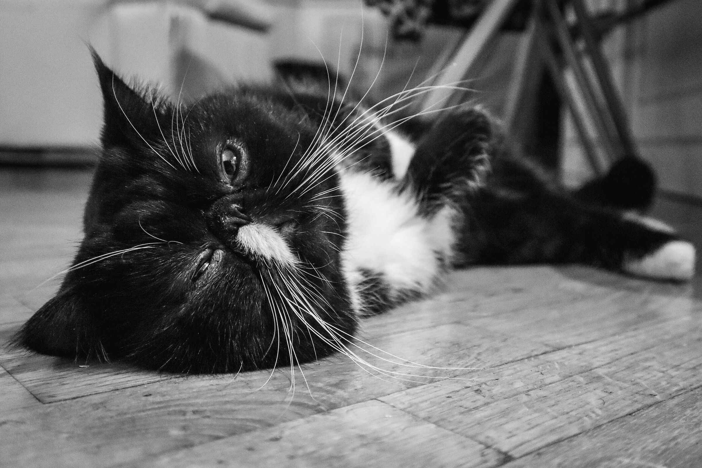 La dura vita del maschio alfa