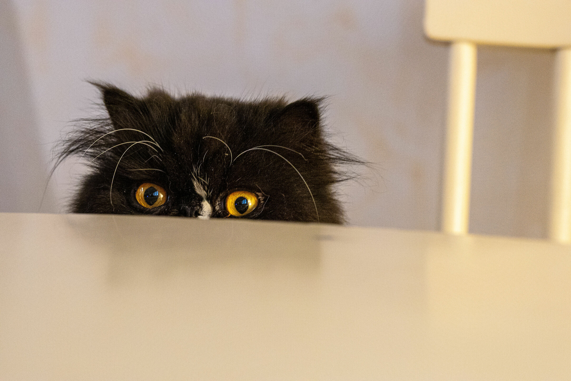 La curiosità è gatta