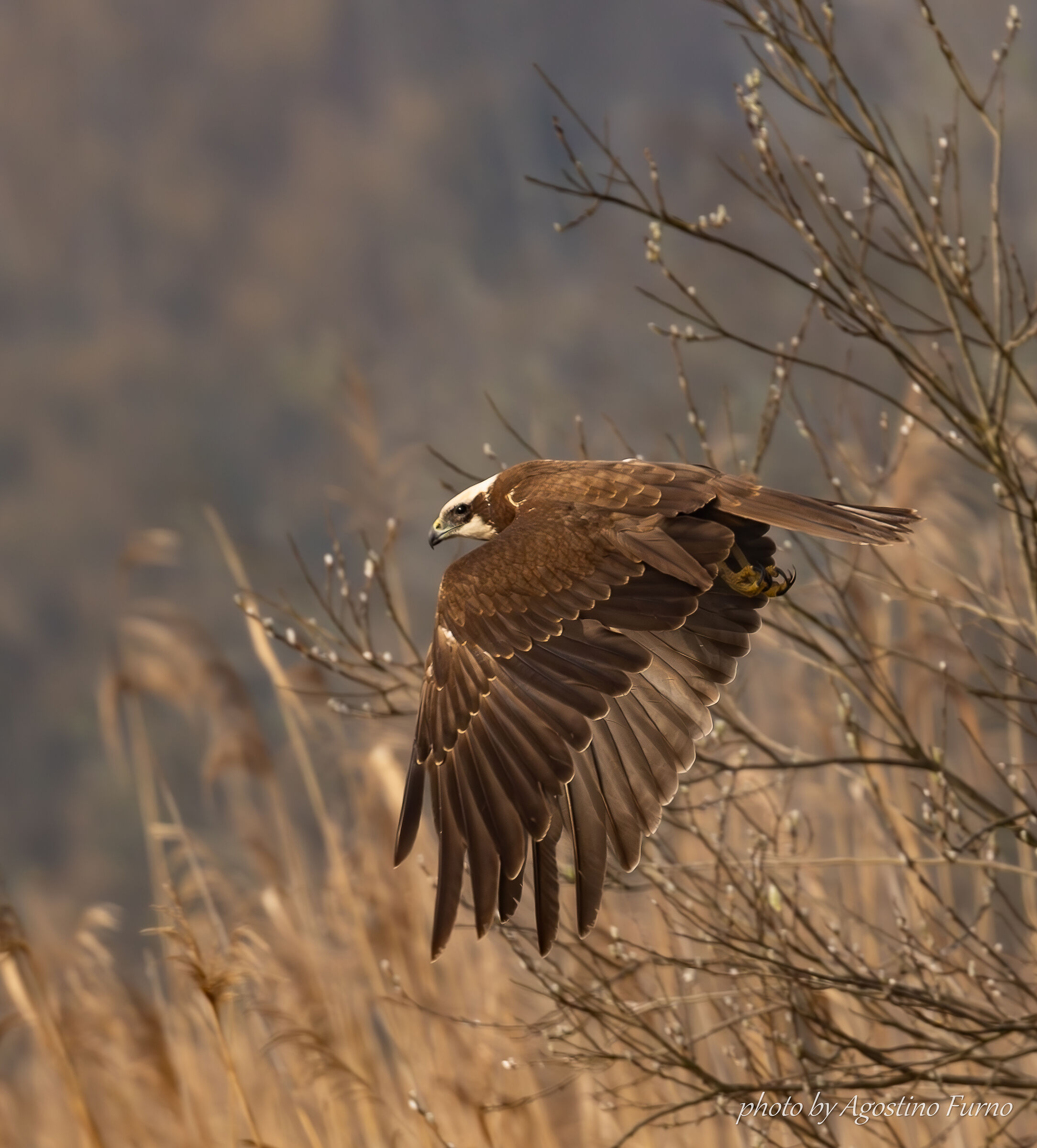 Female Marsh Harrier