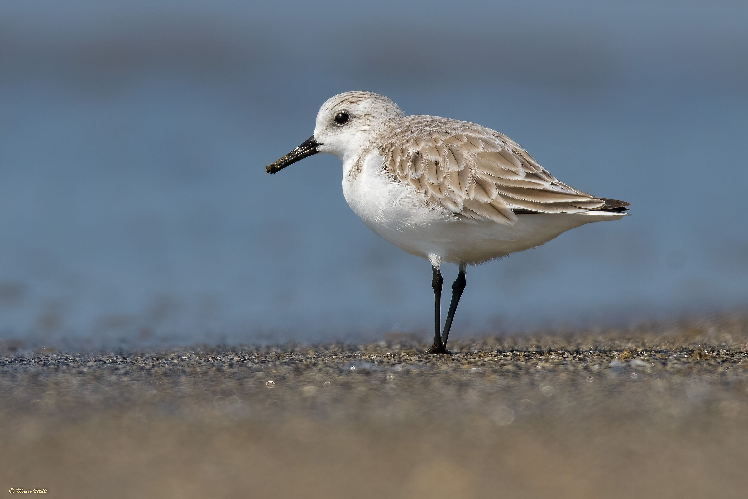 Sandpiper (Calidris alba)