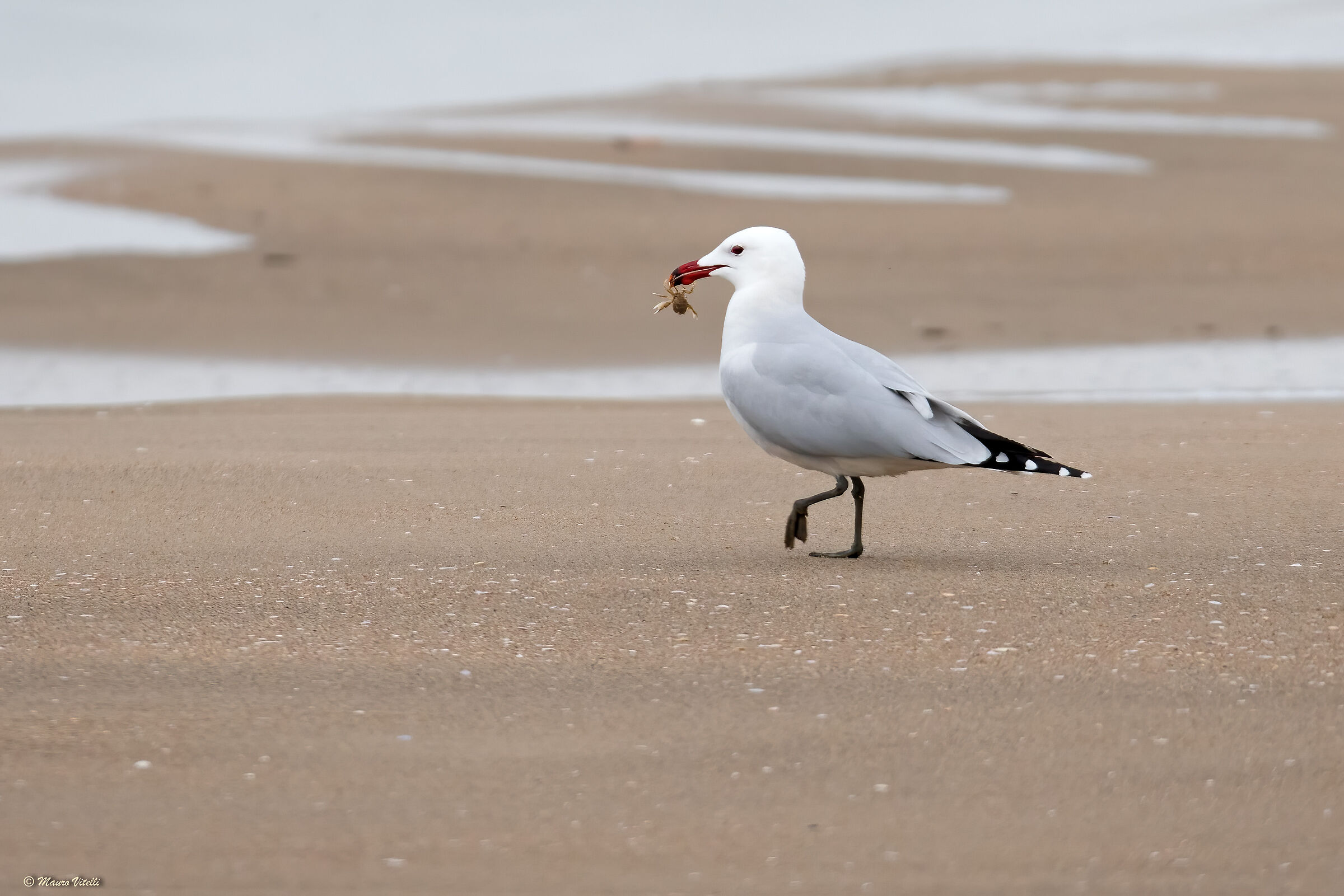Corsican seagull with prey