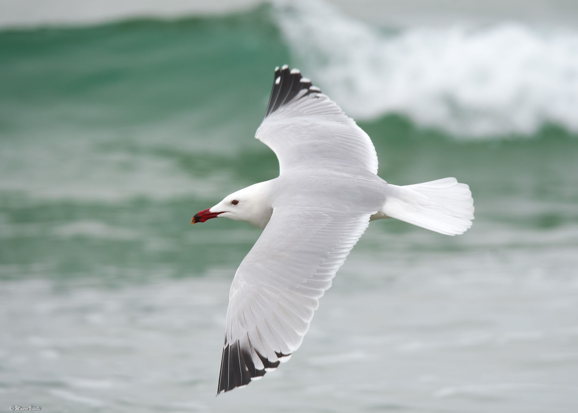 Corsican gull (Ichthyaetus audouinii)