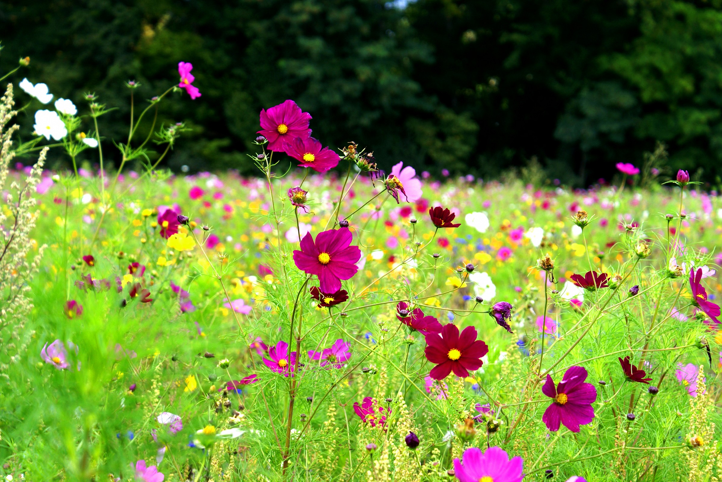 Field of Flowers