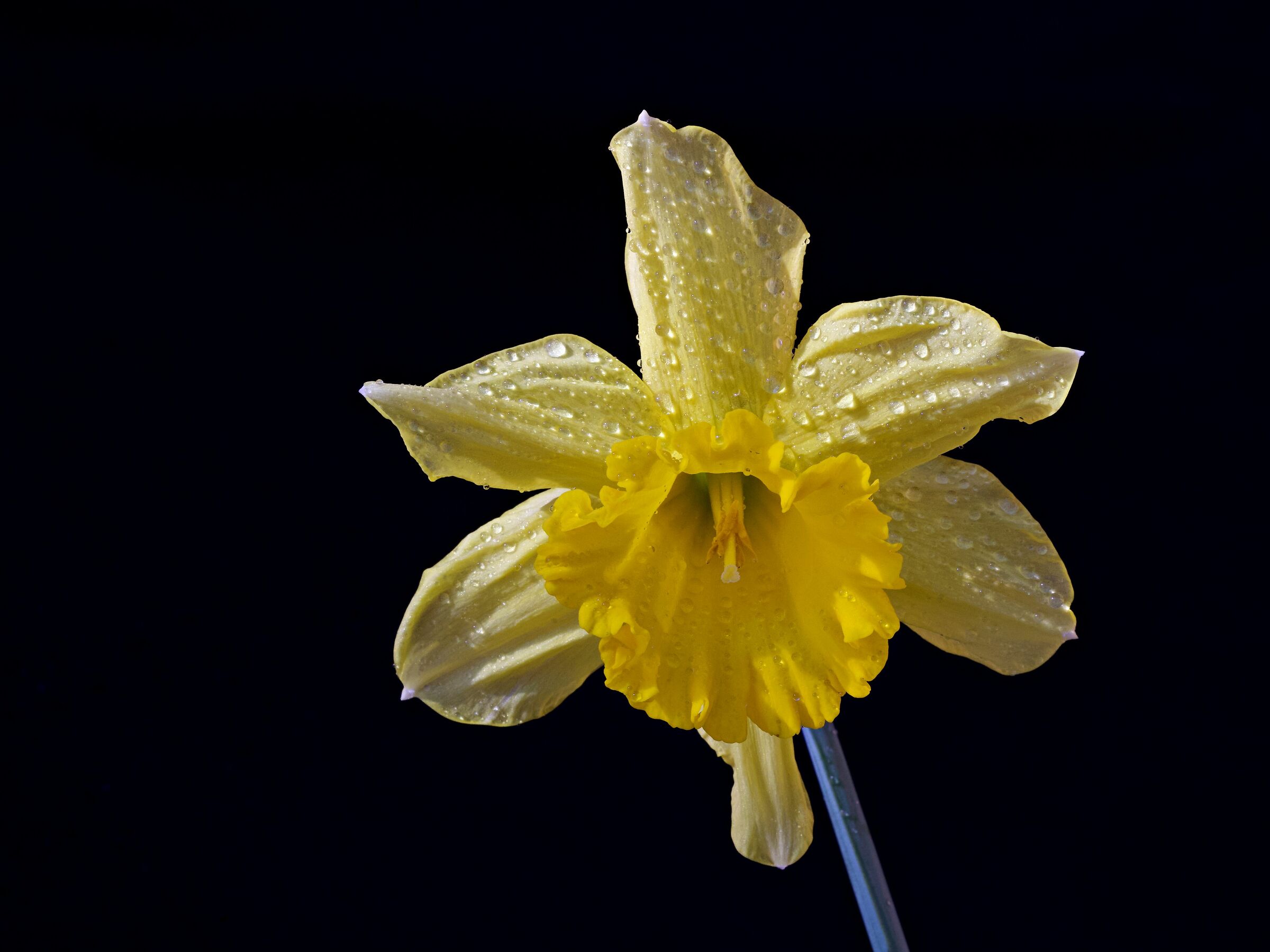 Narcissus