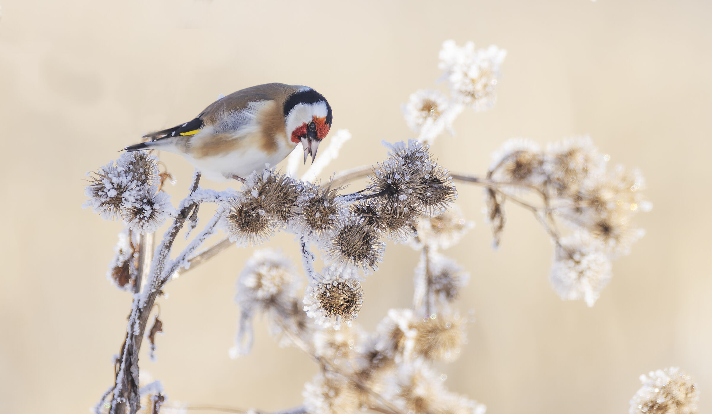 Cardellino invernale3
