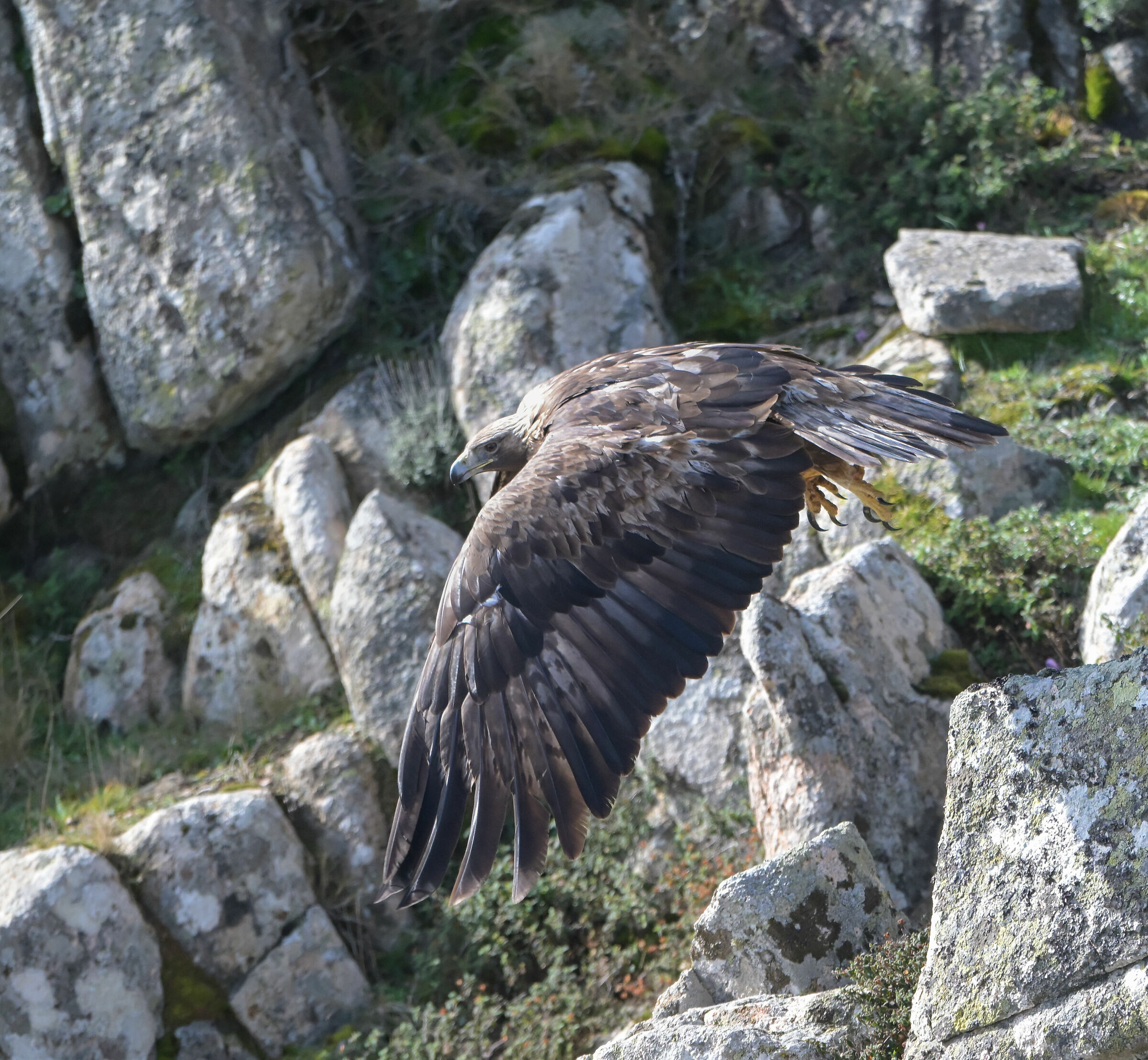 Aquila reale