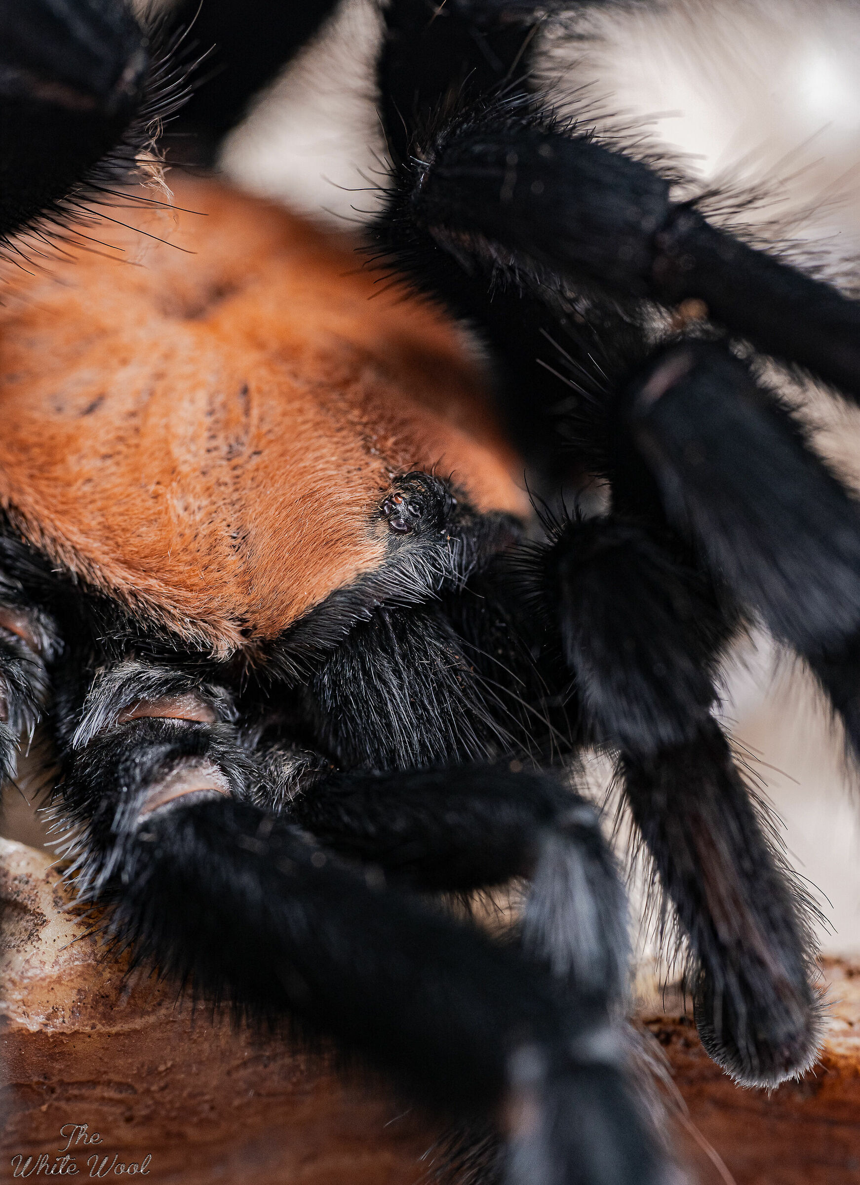 Brachypelma albiceps male