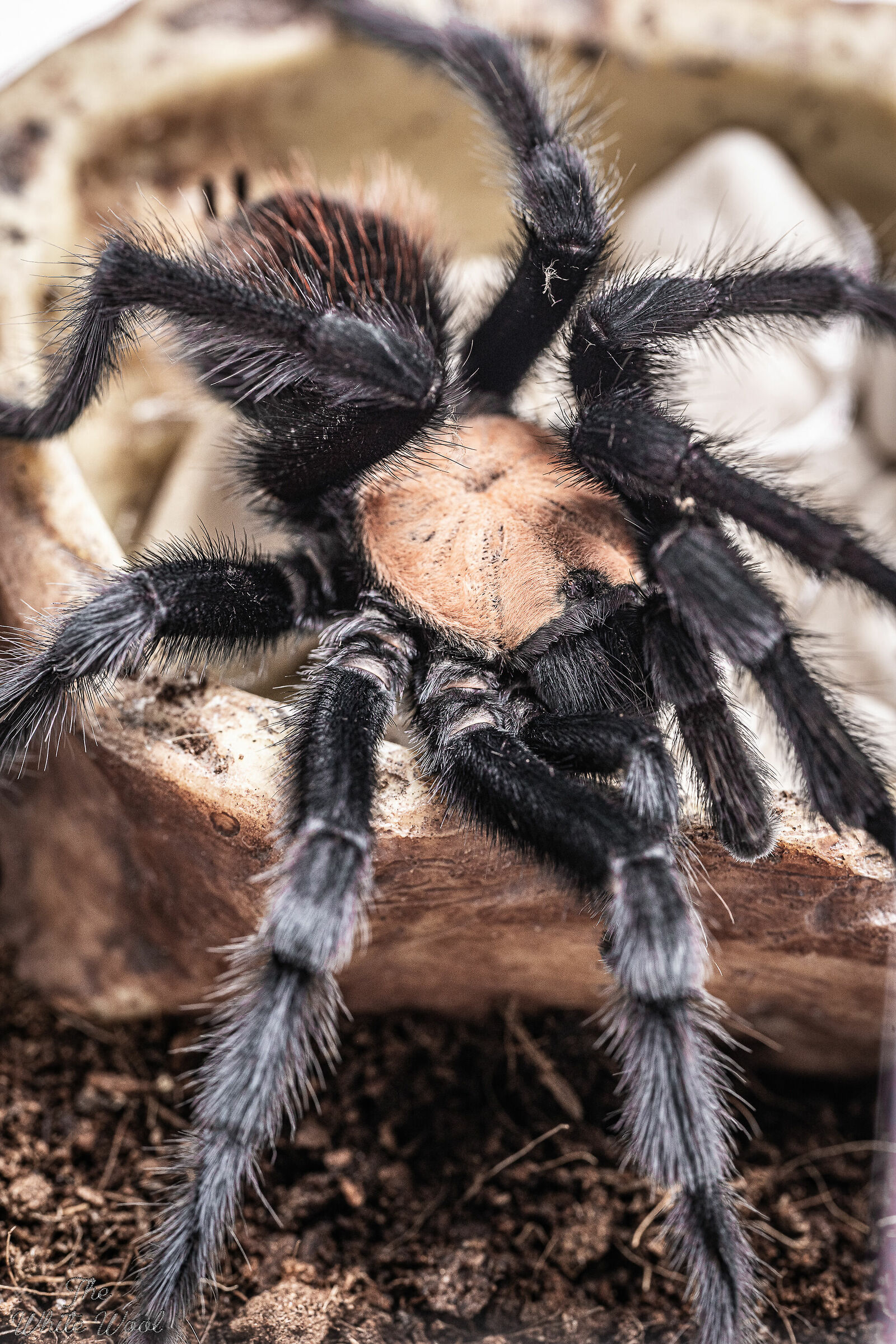Brachypelma albiceps male