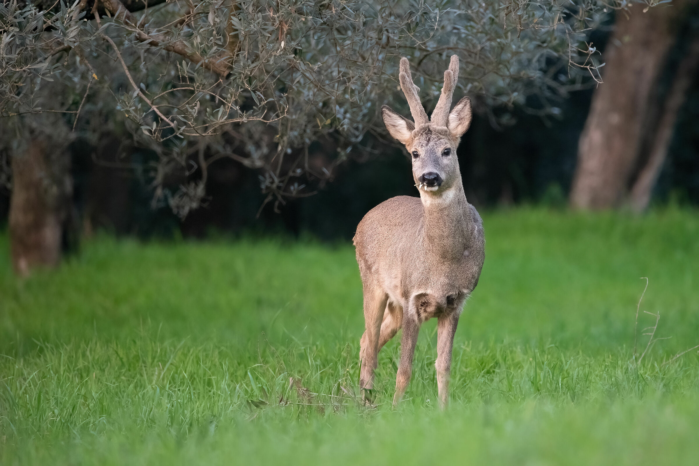 Roe deer m. in velvet (Tuscany-February 2024)
