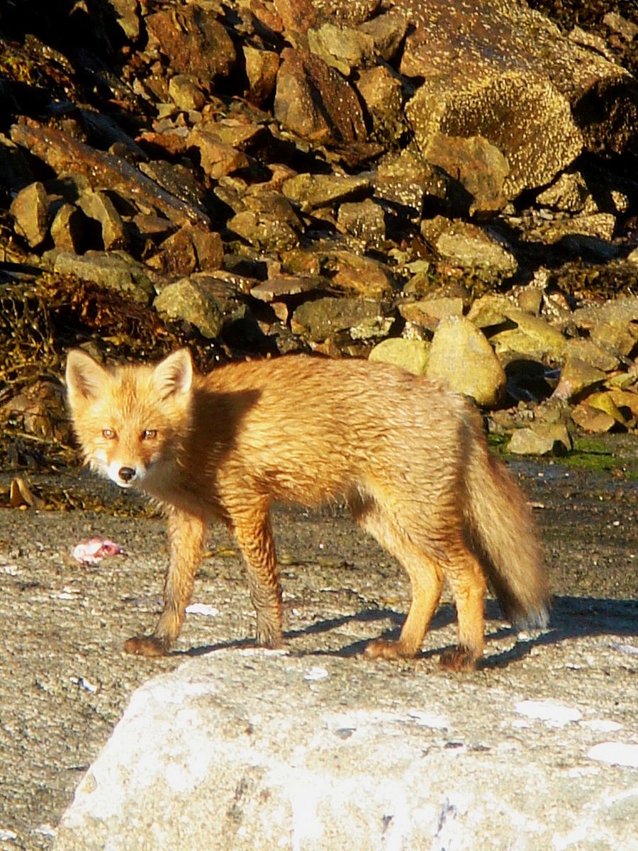 Fox