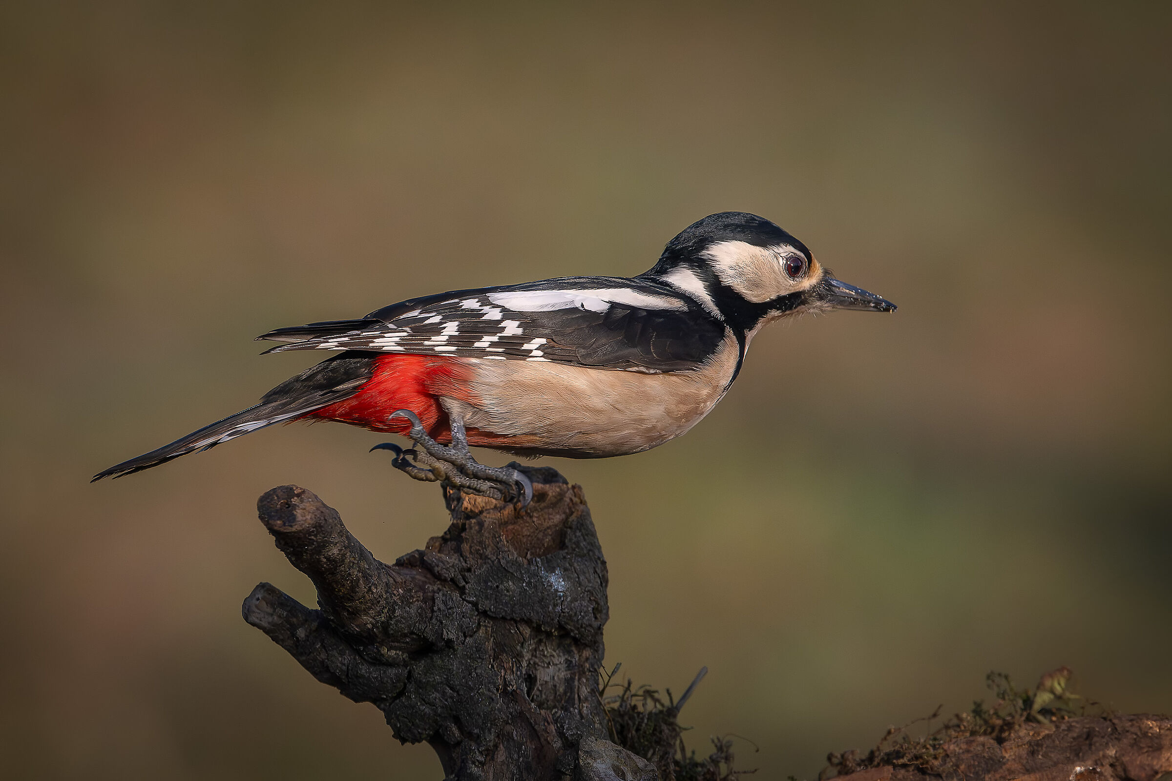 Spotted woodpecker
