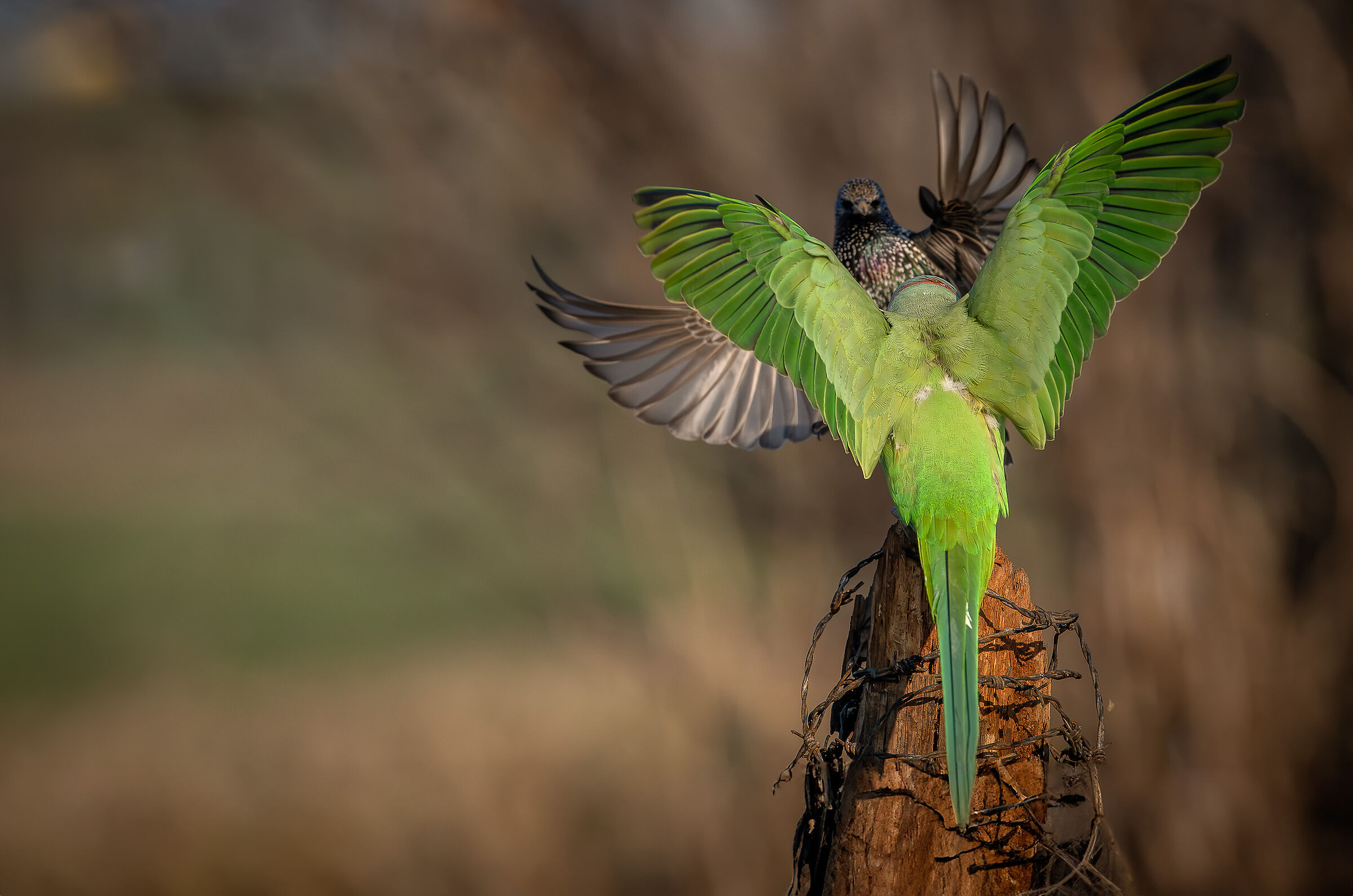 With outstretched wings