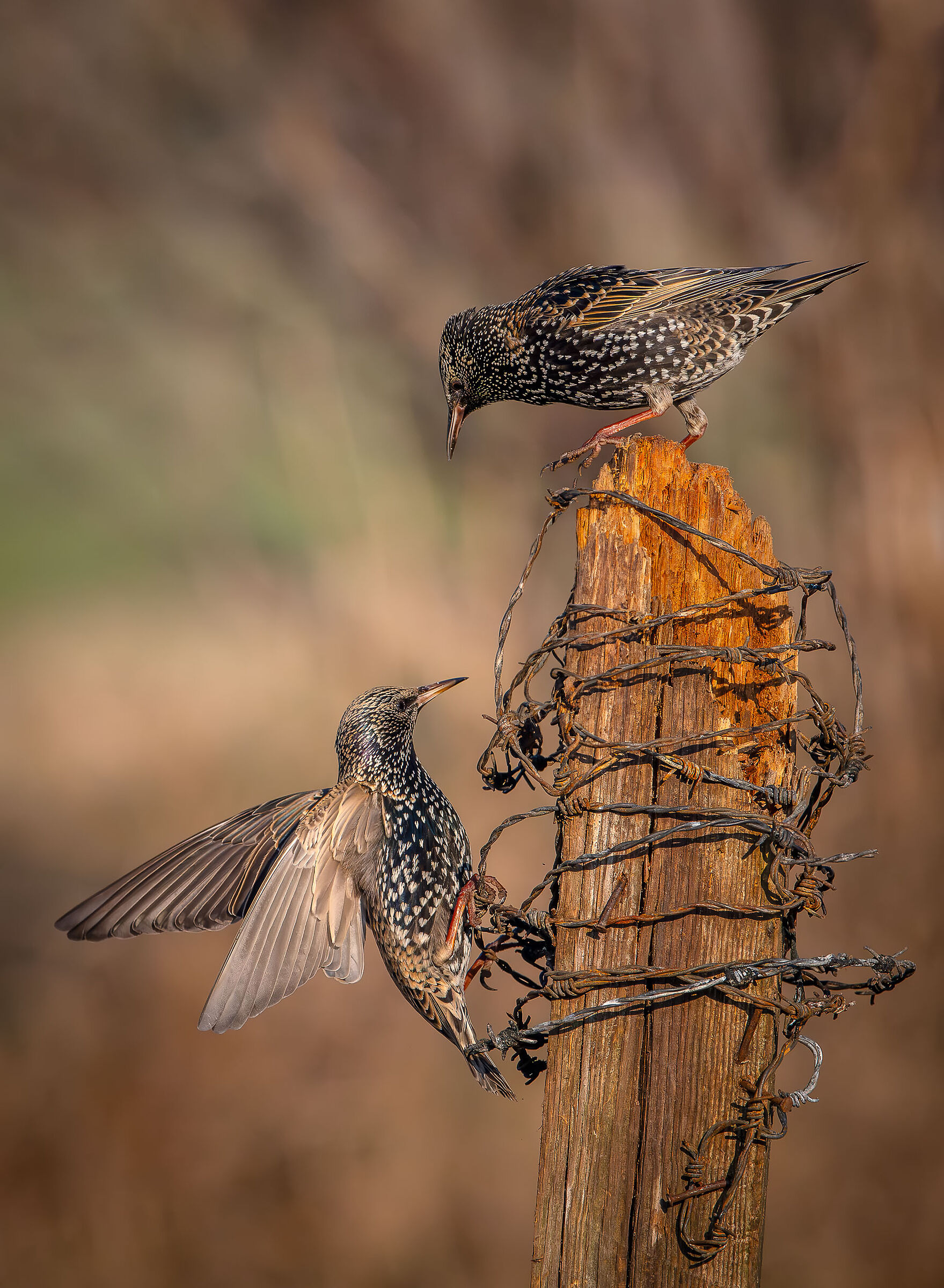 Now I'm going up too