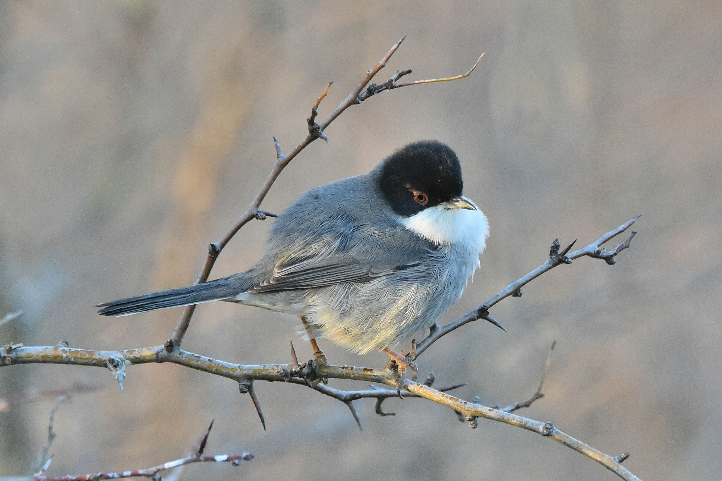 Sardinian warbler