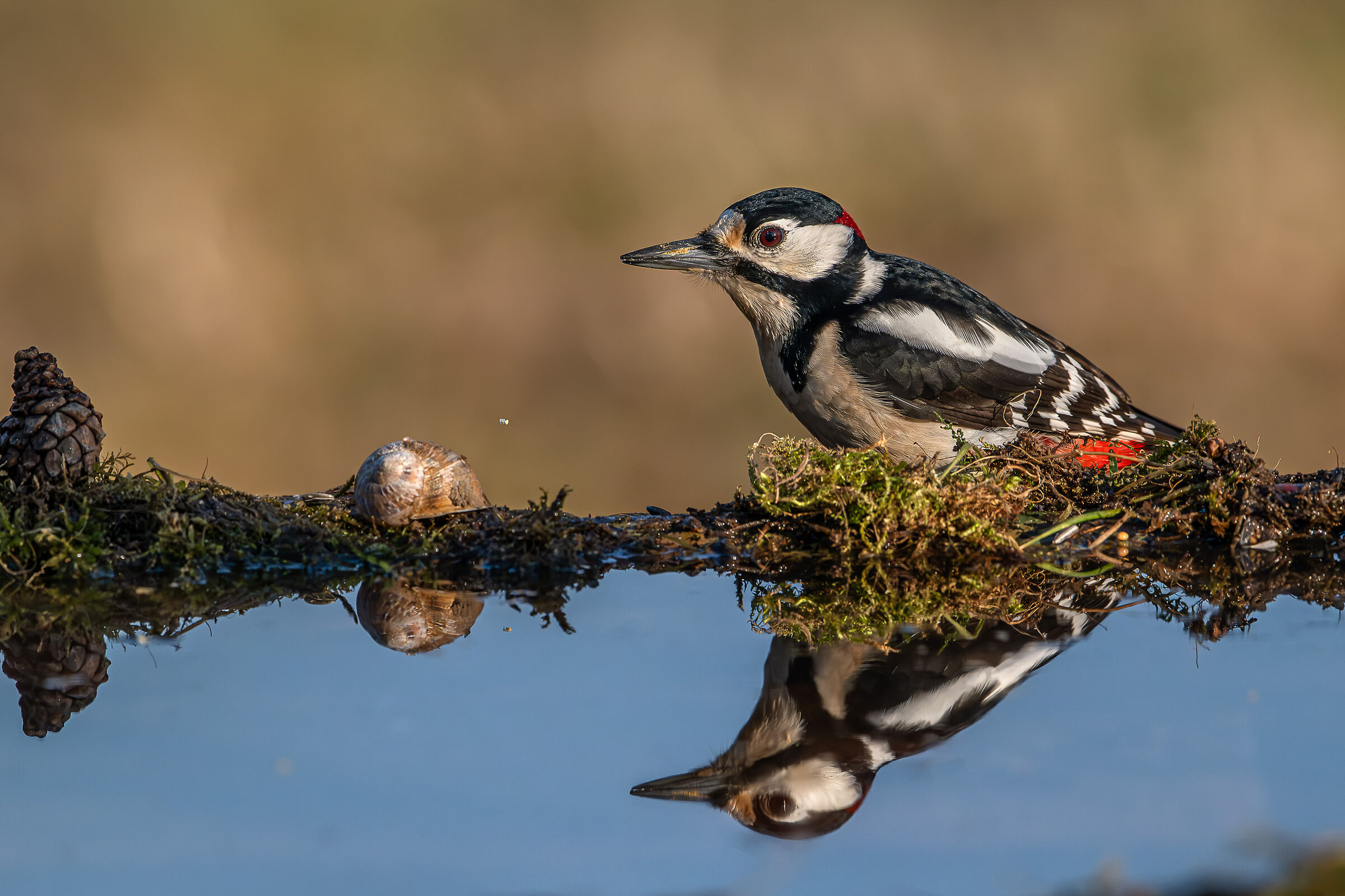 Spotted woodpecker