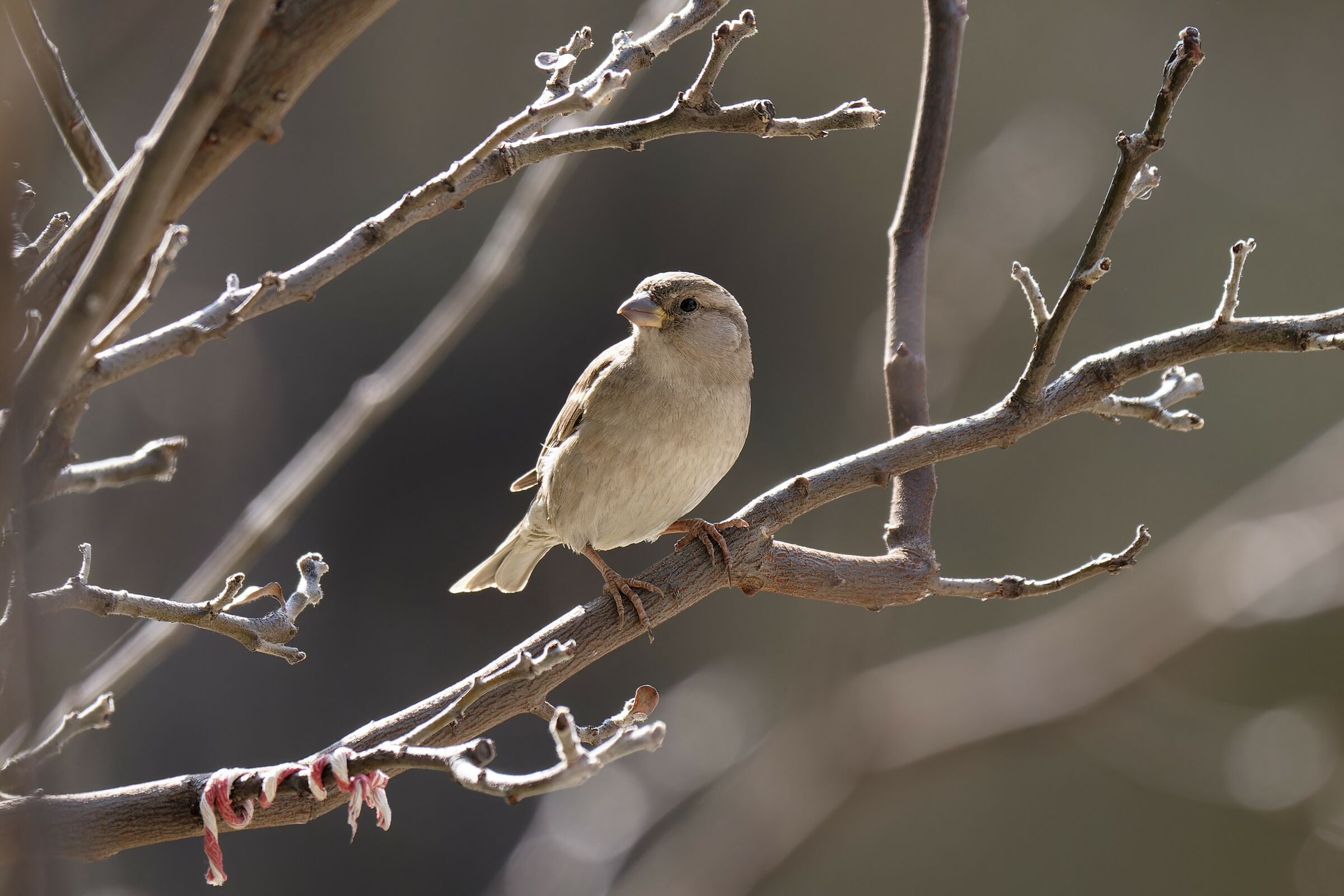Sono un uccello semplice e bello...