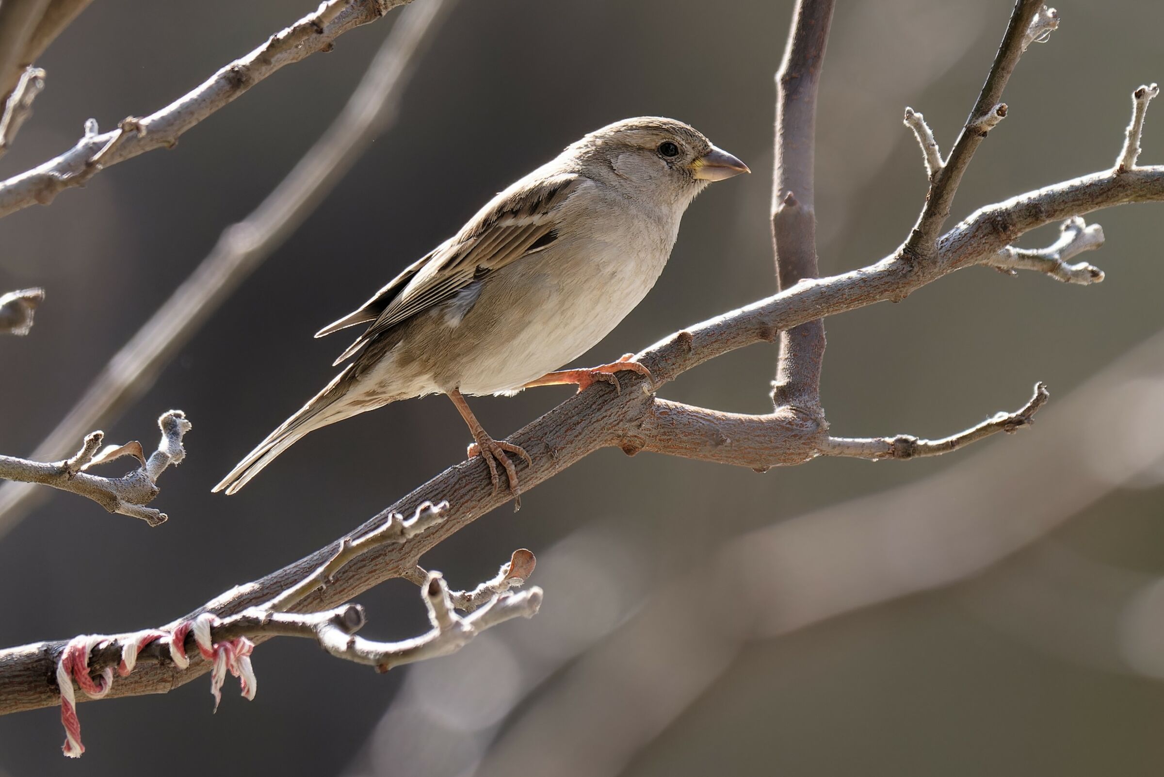 Sono semplice e la bellezza è ancora