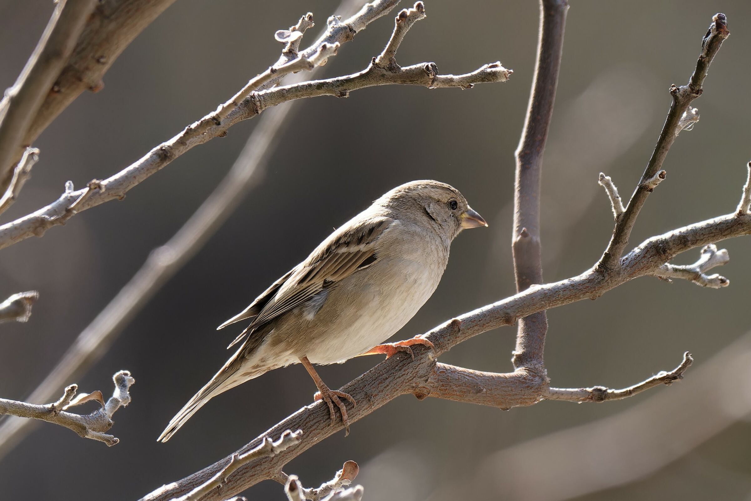 E io sono semplice e bella