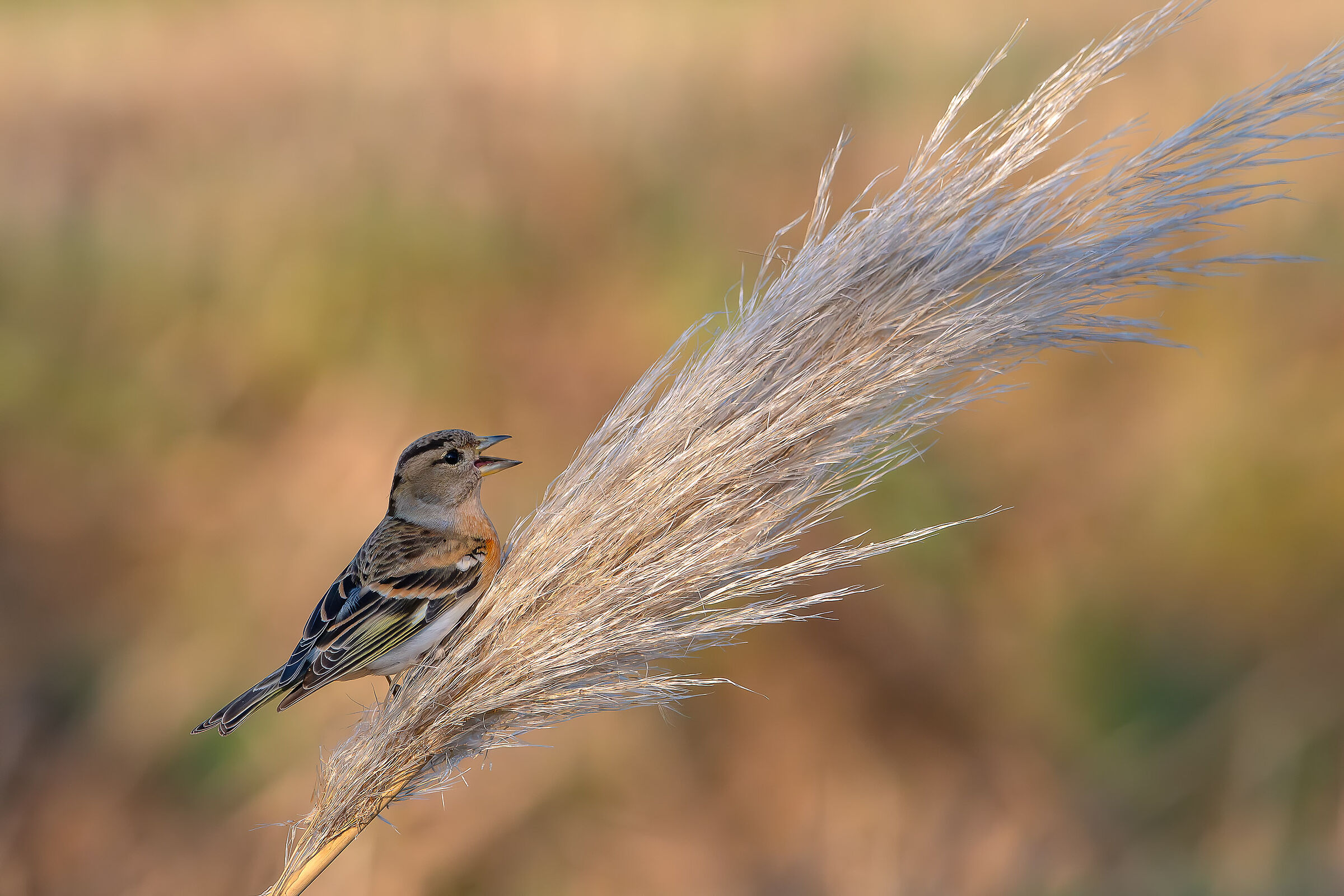 Peppola #capannocora