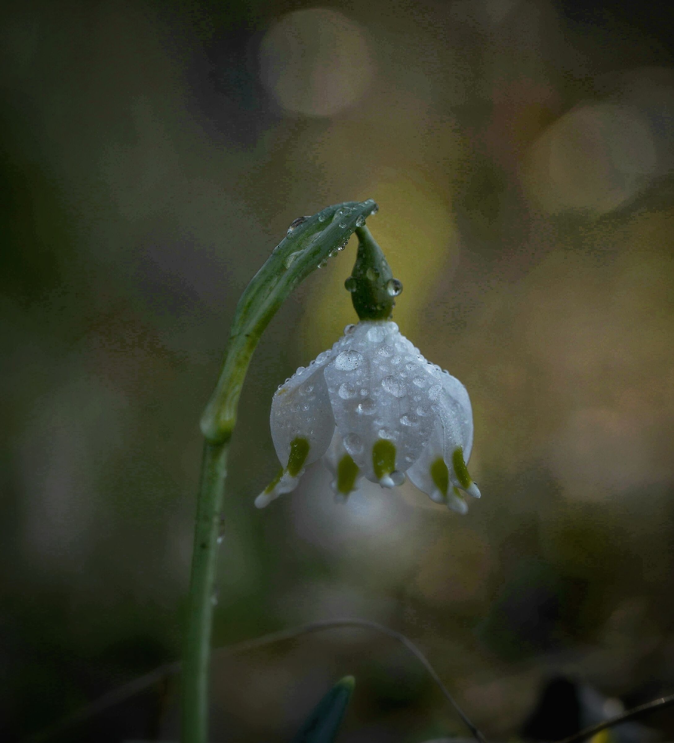 The Tinker Bell announcing spring