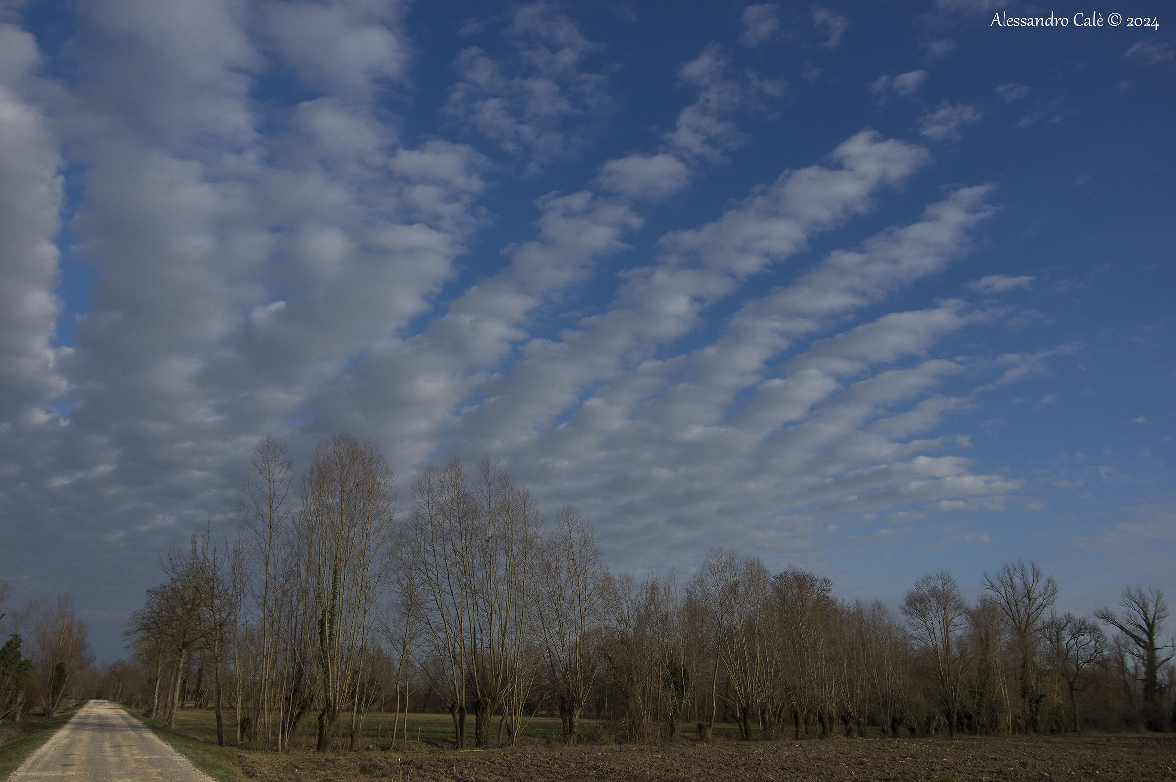 For the Cordovado Campaign 5672