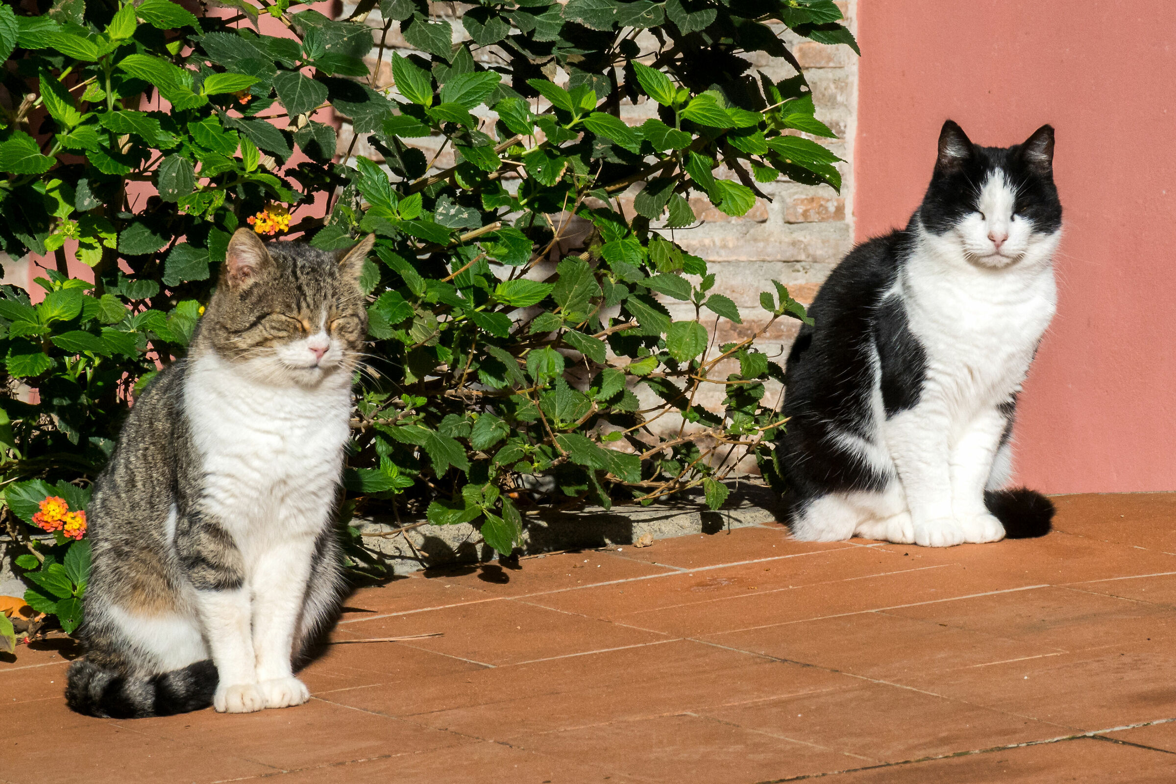 Sleeping in the sun