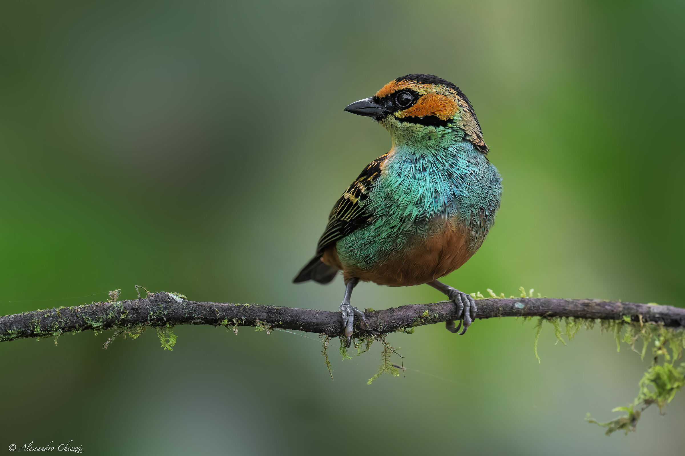 Tangara guance dorate