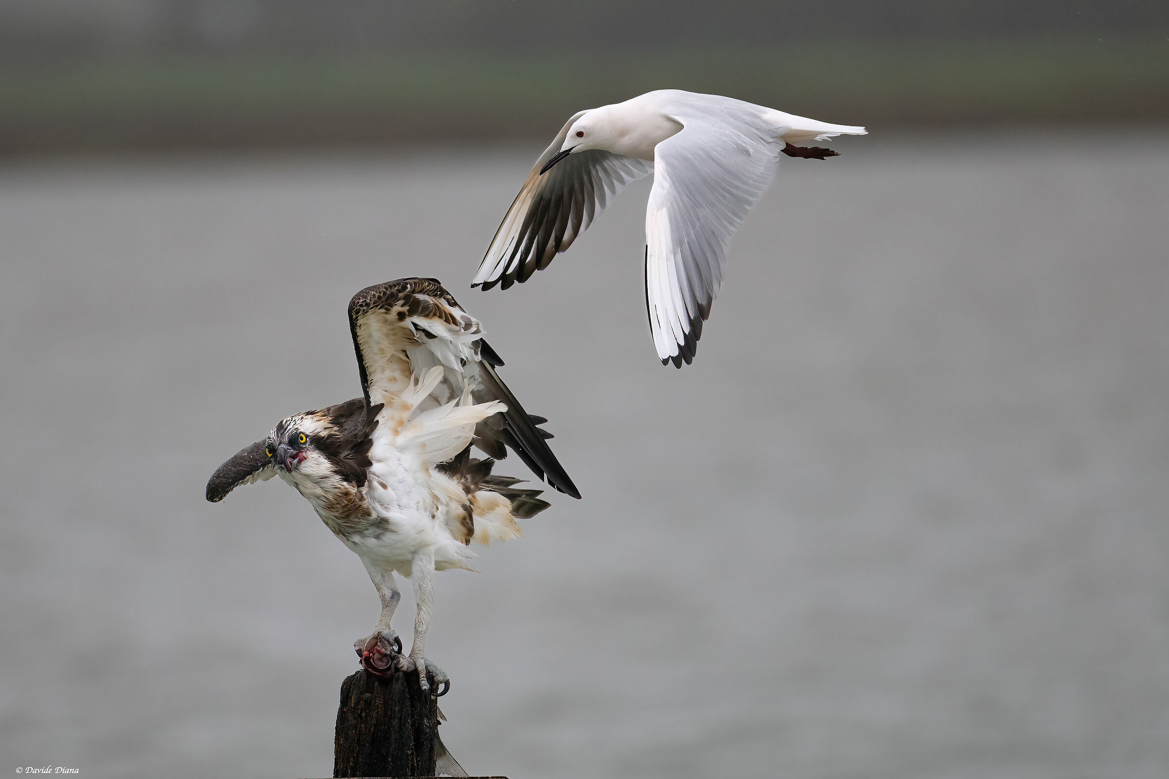 Osprey - Pandion haliaetus - Cabras - Sardinia
