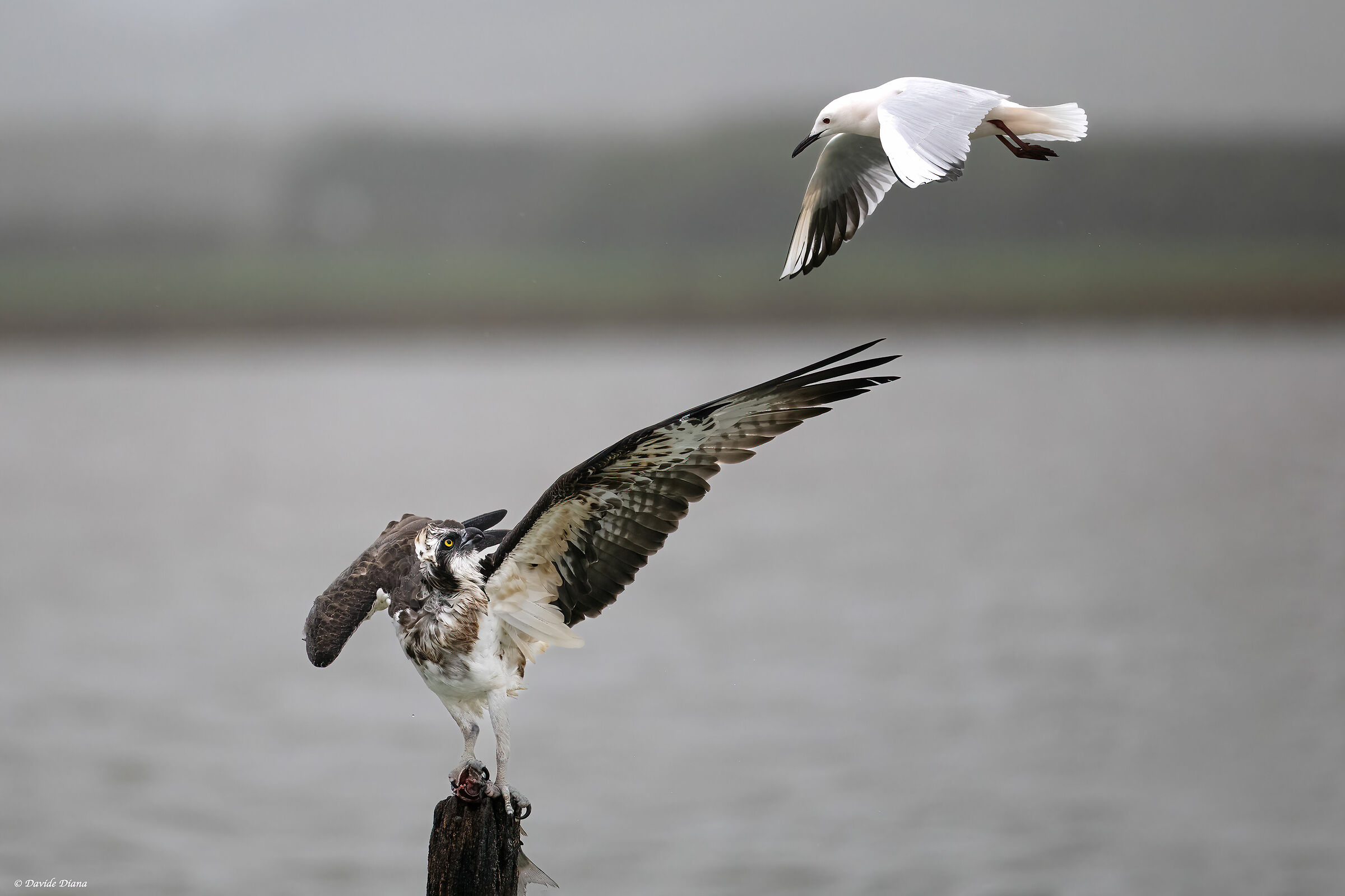 Osprey - Pandion haliaetus - Cabras - Sardinia
