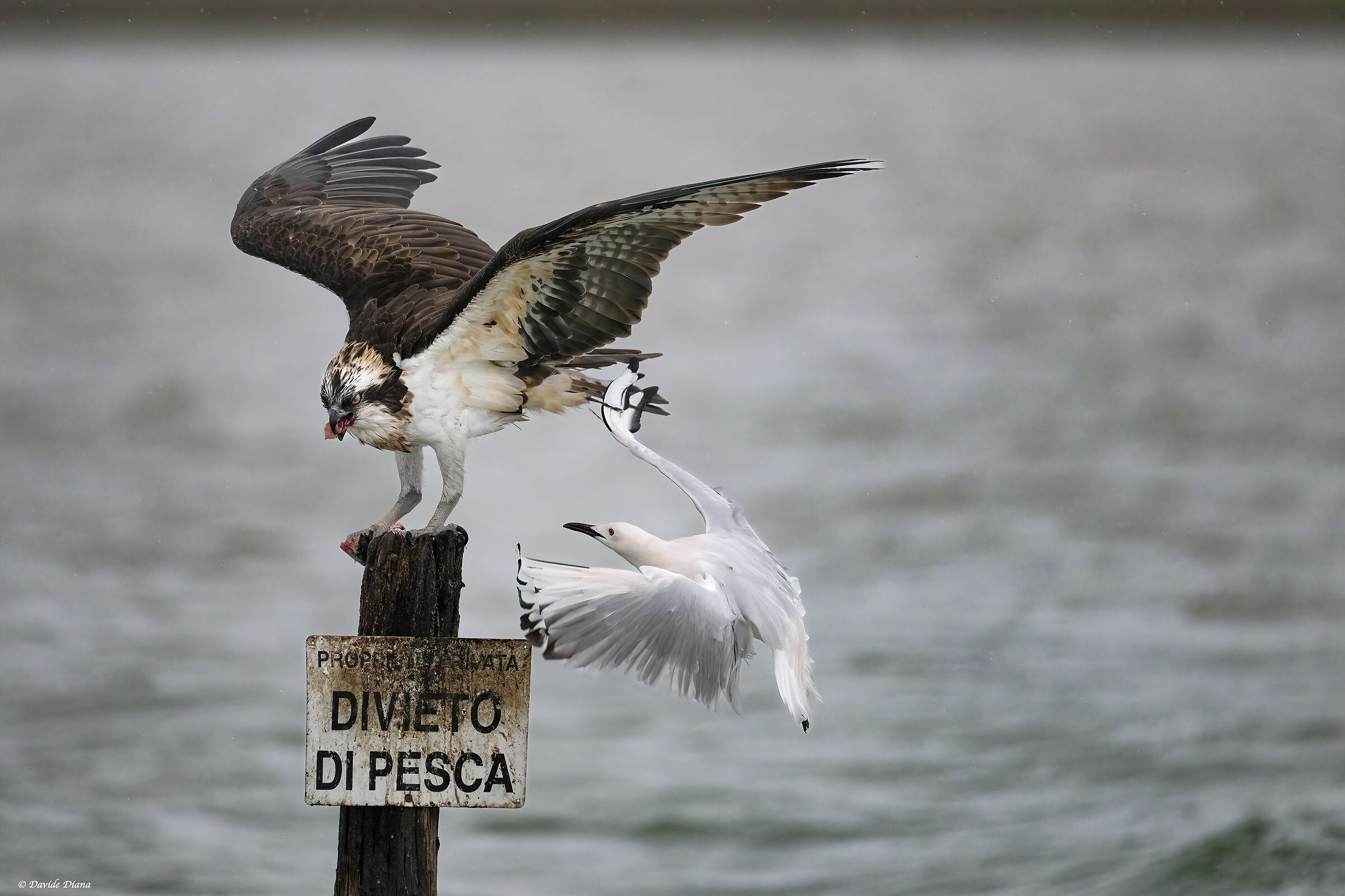 Osprey - Pandion haliaetus - Cabras - Sardinia