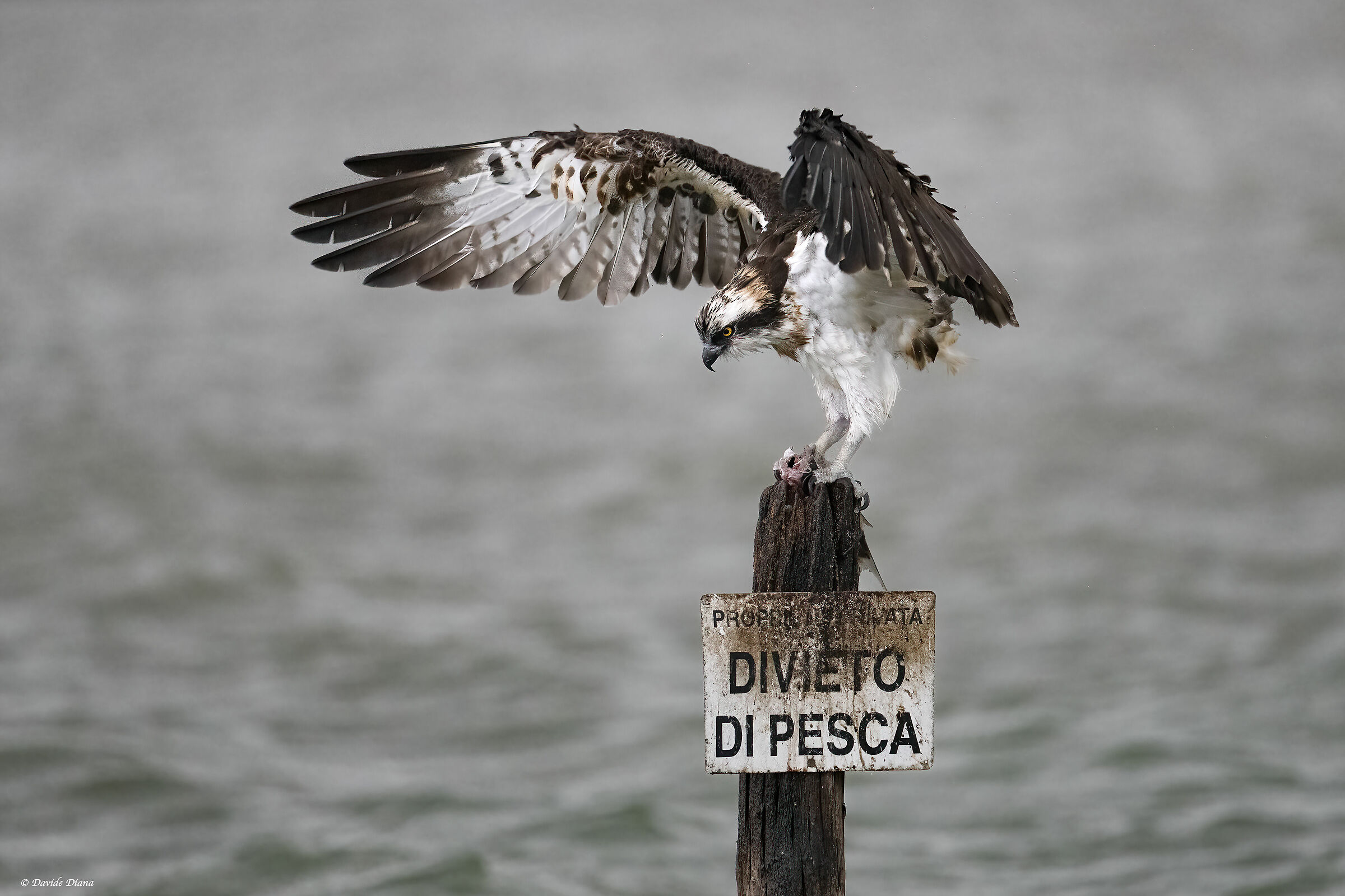 Osprey - Pandion haliaetus - Cabras - Sardinia