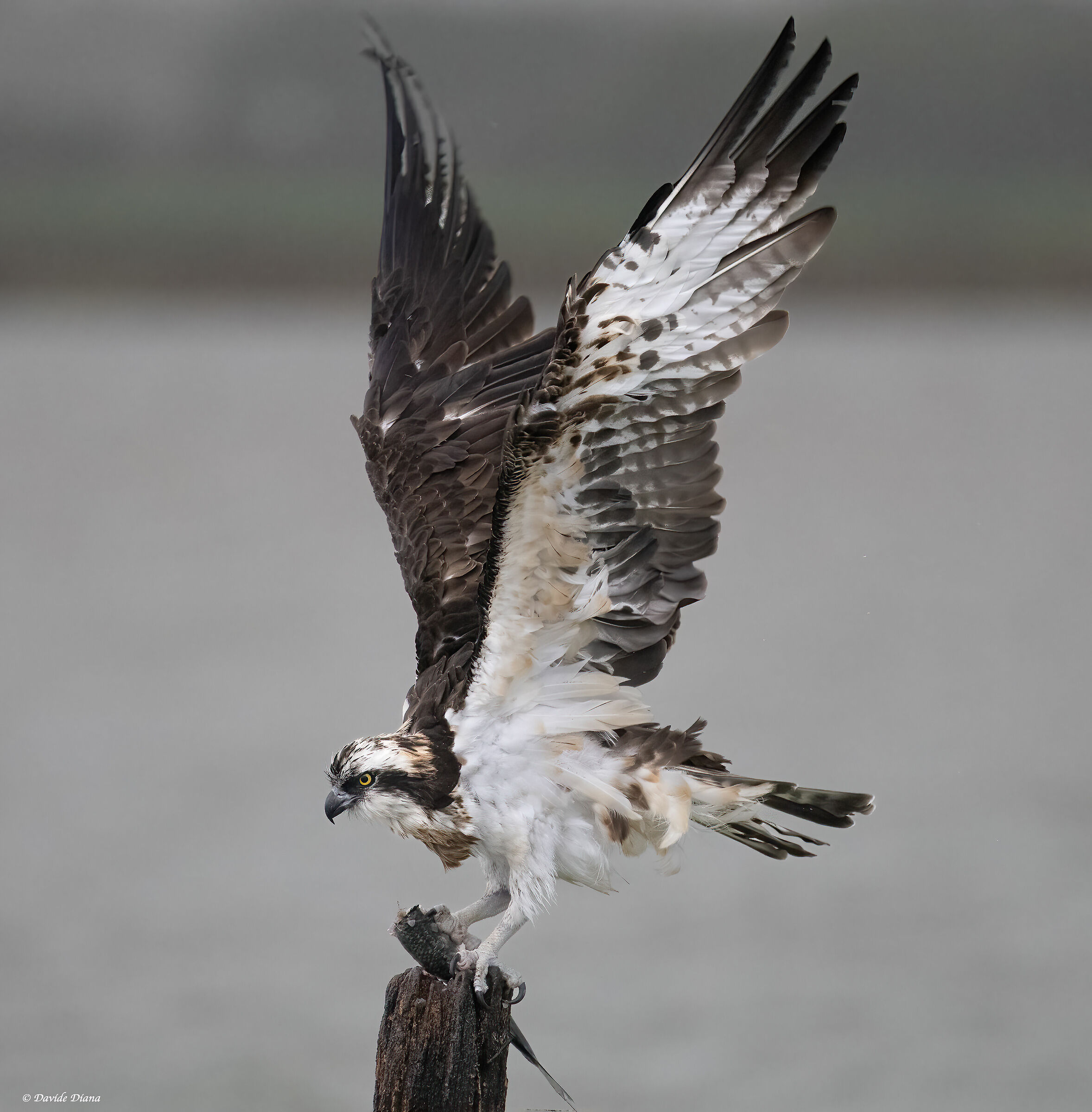 Osprey - Pandion haliaetus - Cabras - Sardinia