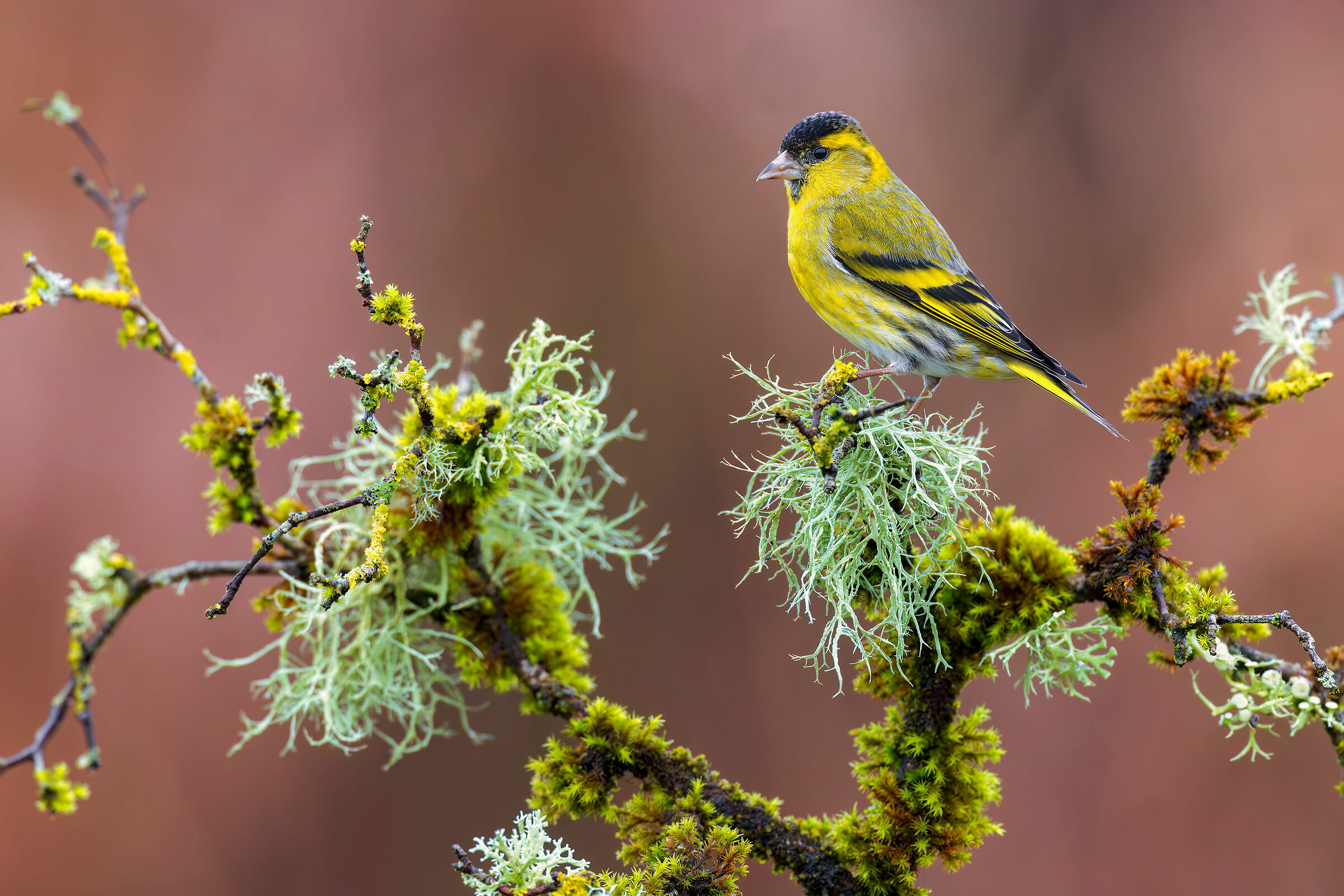 Profumo di bosco (Lucherino M.)